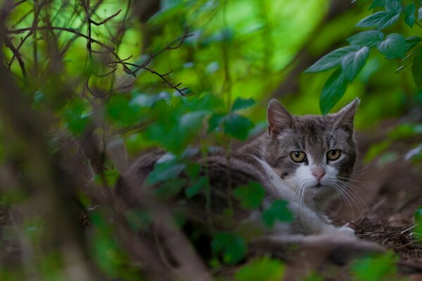 Gato na floresta entre as folhas