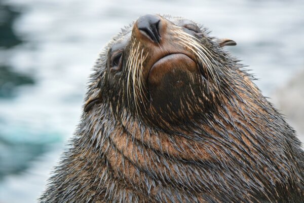 Lion de mer posant sur le rivage