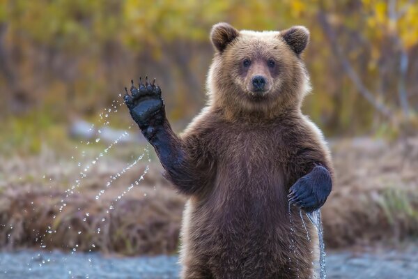 La fauna selvatica accoglie il fotografo