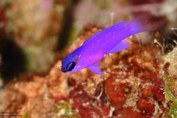 Violet petit poisson dans l eau