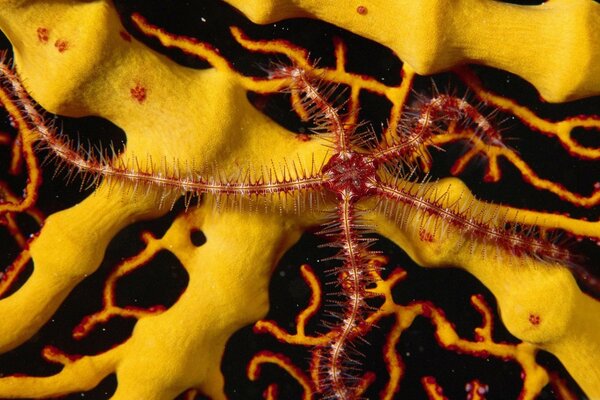 Starfish in coral reefs