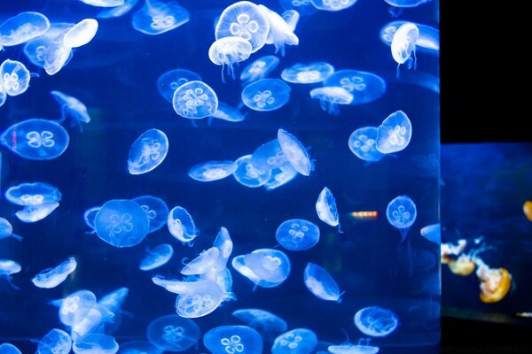 Sea mussels in blue water