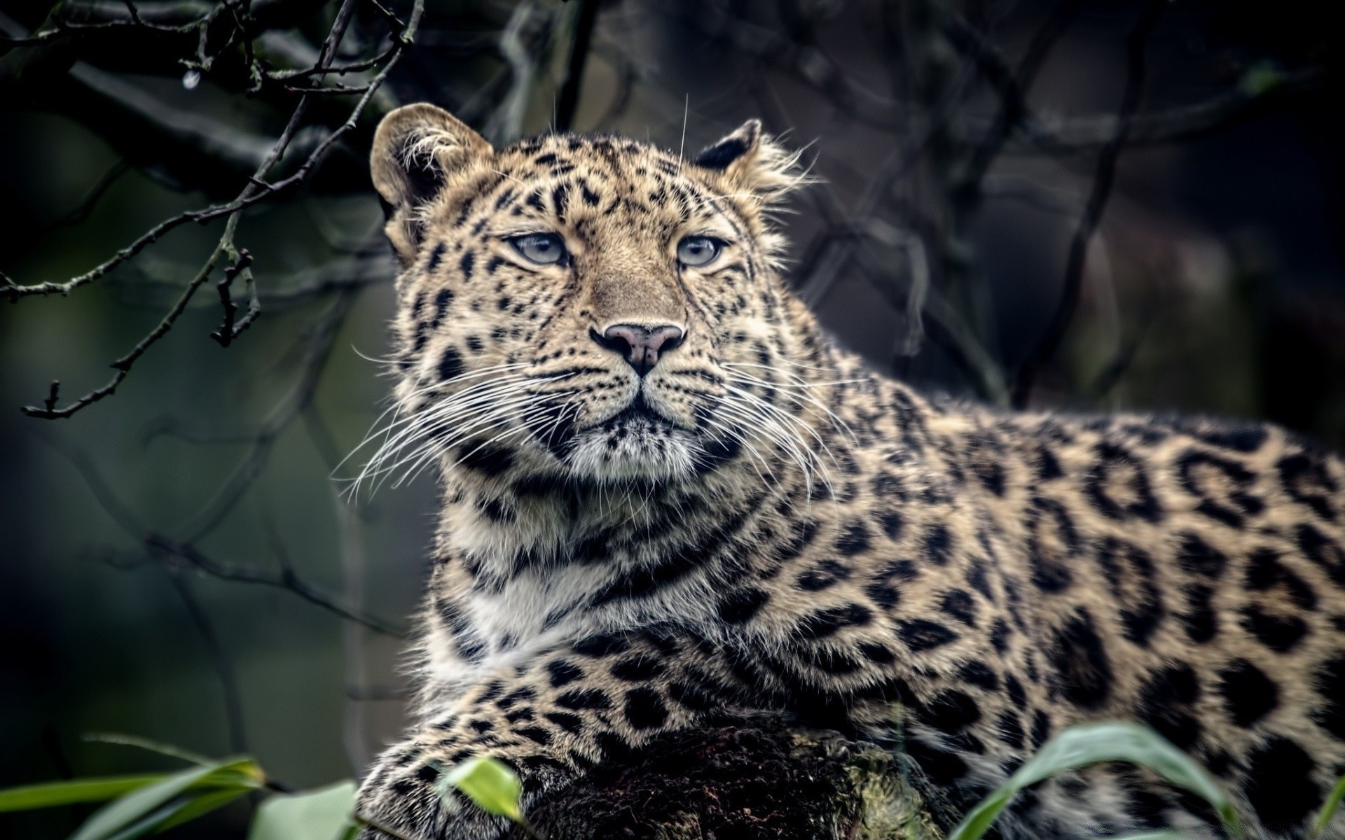 tiere katze tierwelt säugetier leopard raubtier tier natur wild jäger safari fleischesser zoo pelz gefahr groß