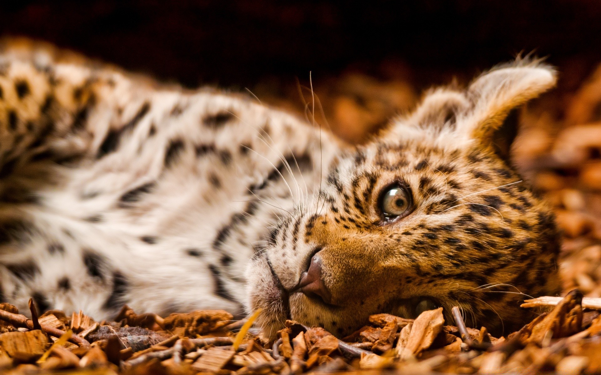 animais vida selvagem gato mamífero animal predador natureza selvagem leopardo jardim zoológico comedor de carne pele tigre caçador retrato safari