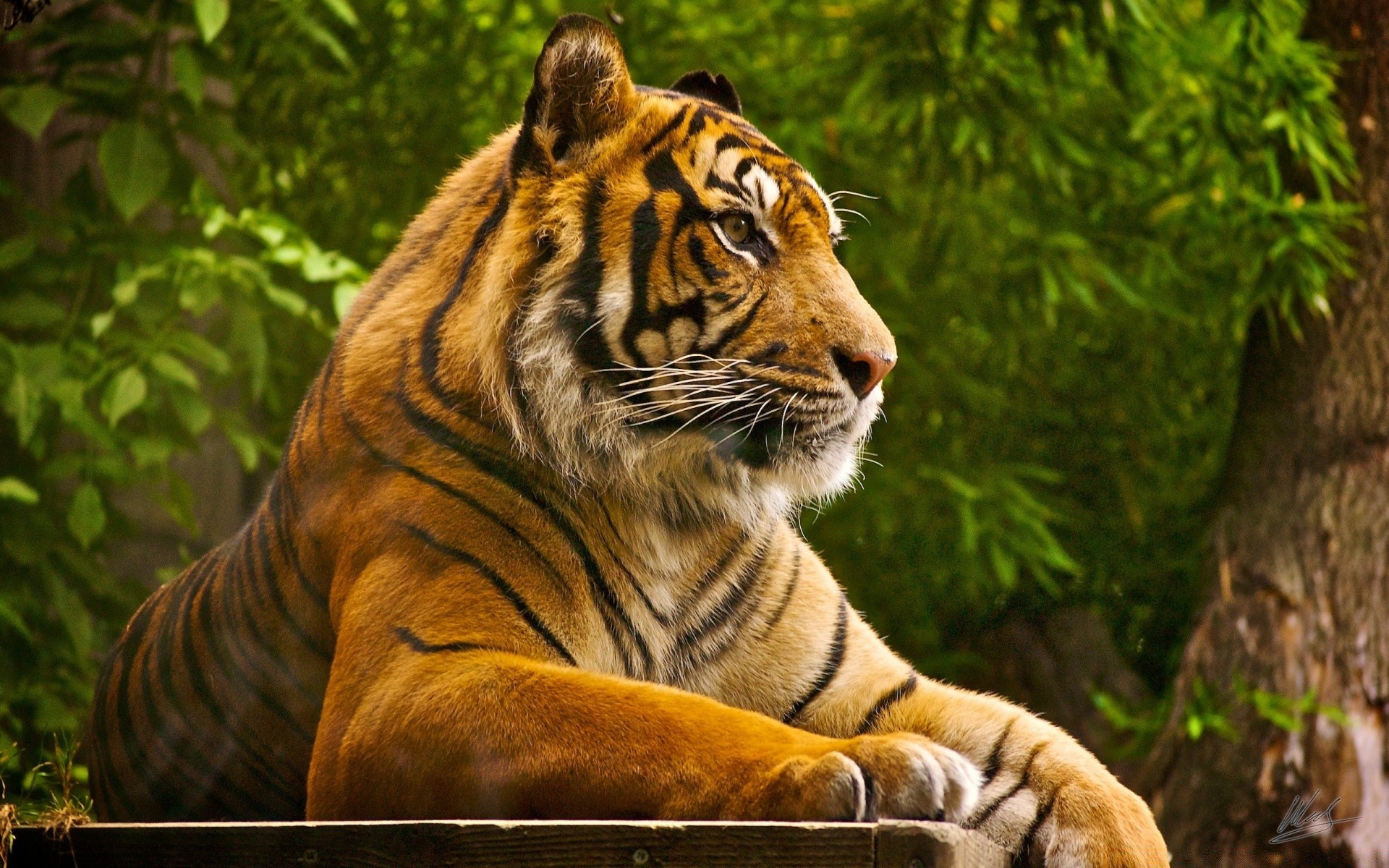 animales tigre gato selva vida silvestre depredador grande cazador mamífero peligro animal salvaje carnívoro naturaleza safari zoológico piel caza retrato capítulo enojado