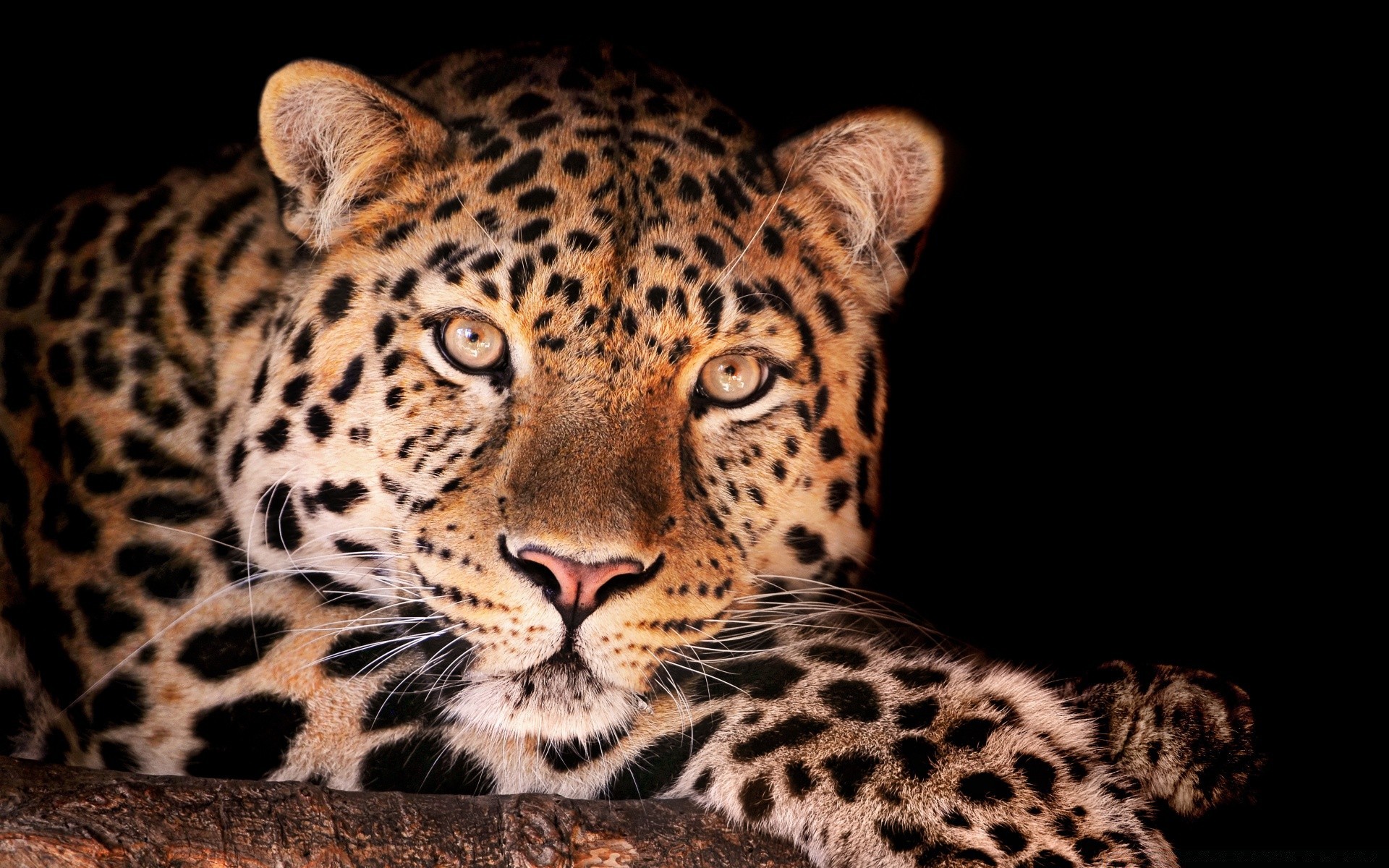 animais leopardo gato vida selvagem predador mamífero safari perigo jardim zoológico animal olho comedor de carne caçador pele selva