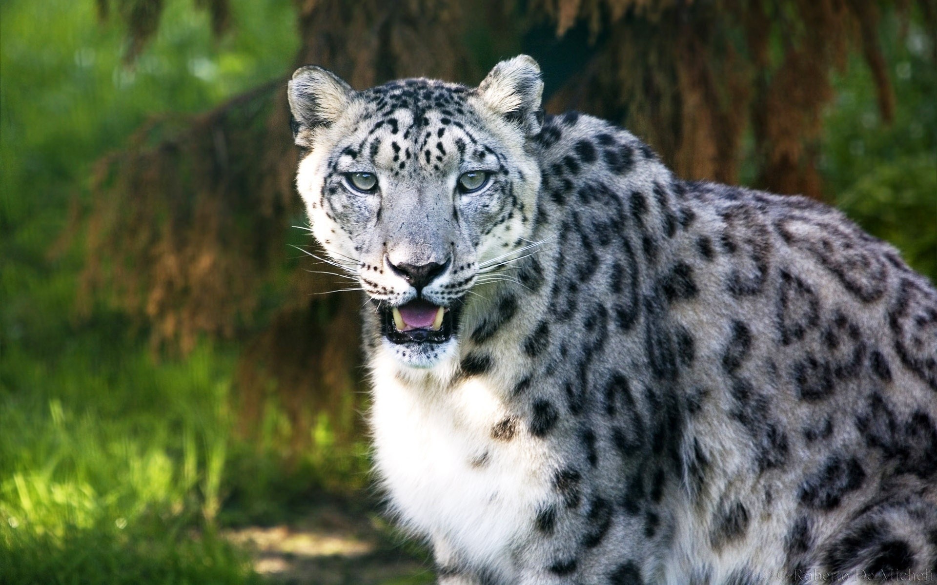 tiere tierwelt säugetier tier katze natur raubtier wild fleischesser groß zoo jäger leopard pelz