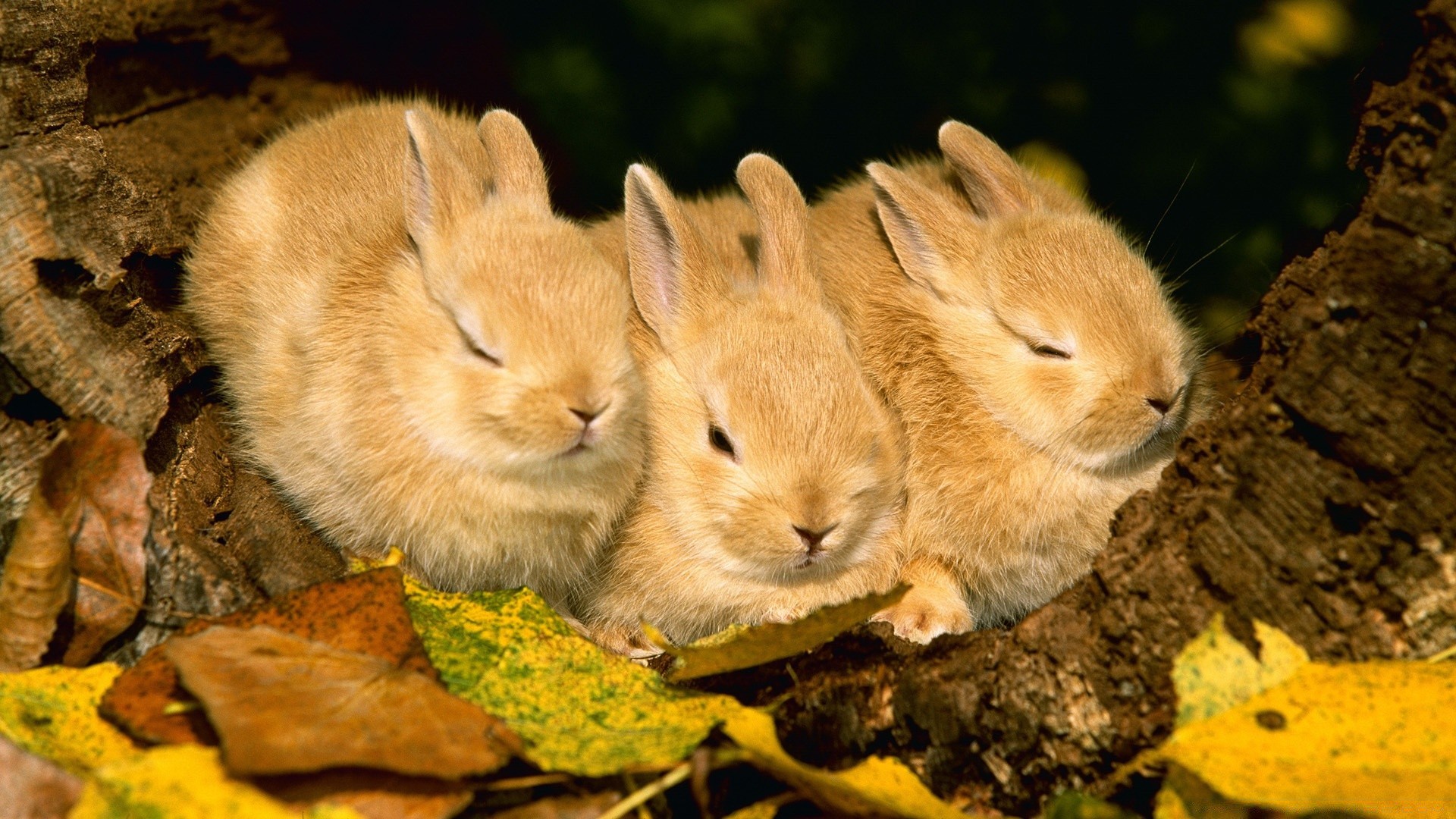 animais fofa roedor mamífero natureza vida selvagem coelho pequeno pele olho