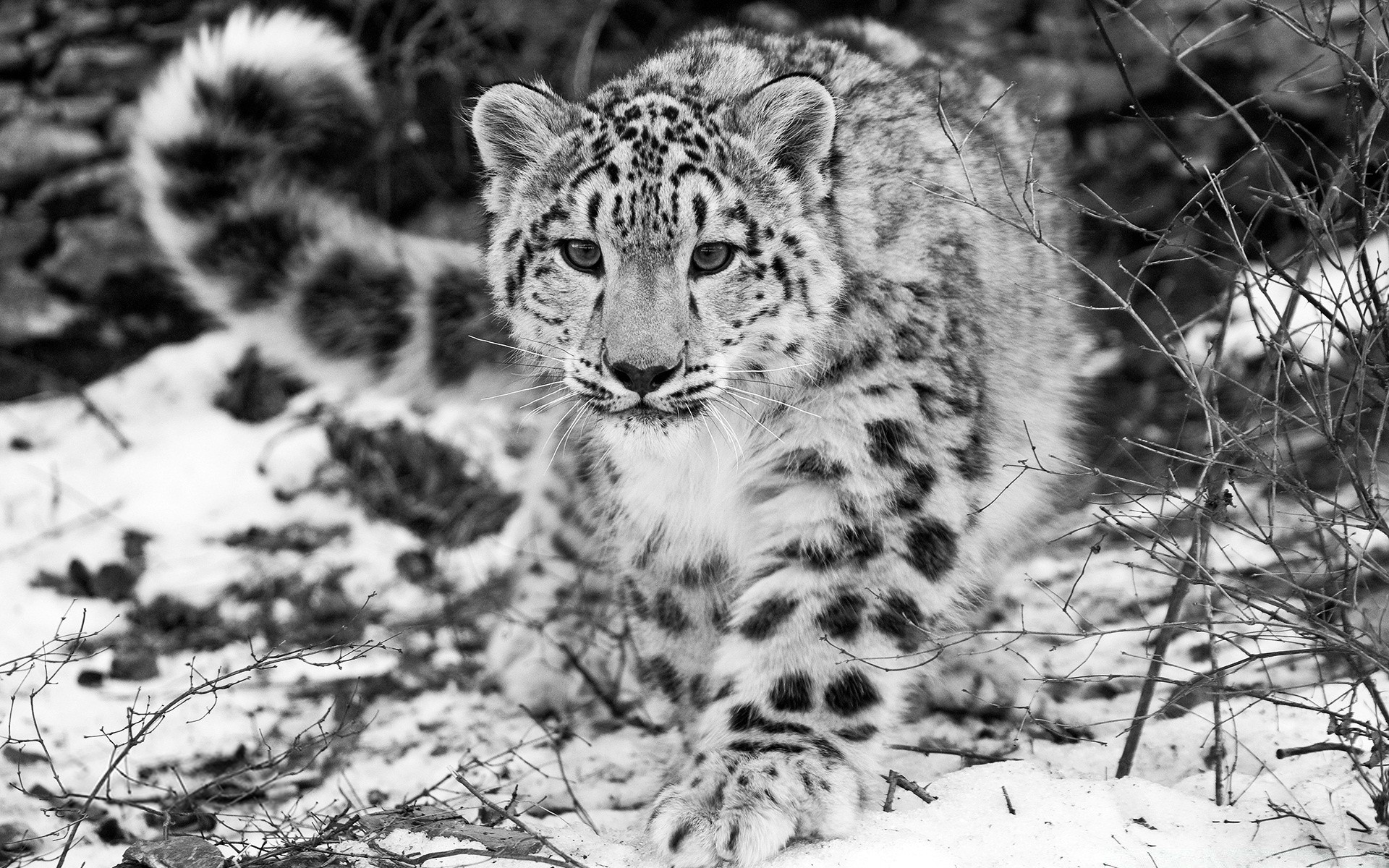 hayvanlar yaban hayatı kedi yırtıcı hayvan doğa vahşi memeli et yiyen hayvan büyük tehlike avcı leopar hayvanat bahçesi kış kürk safari