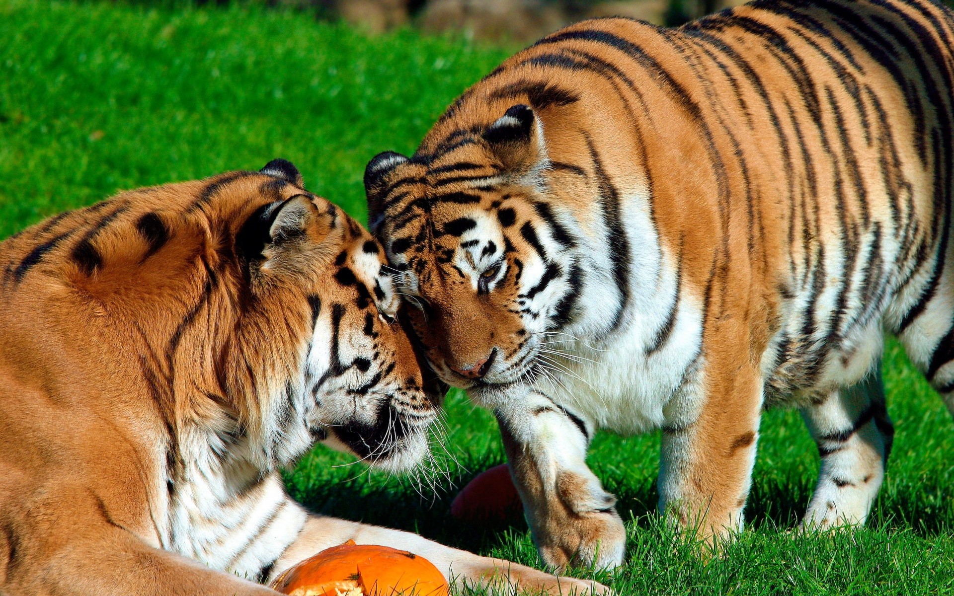 hayvanlar memeli kedi hayvan yaban hayatı kaplan vahşi kürk çimen yırtıcı hayvan et yiyen hayvanat bahçesi safari avcı