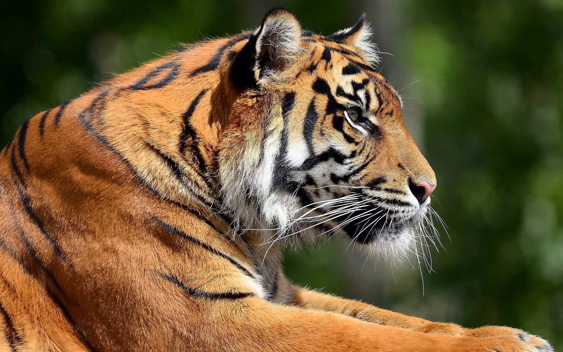 animaux faune chat tigre mammifère prédateur animal zoo jungle chasseur sauvage mangeur de viande danger fourrure agression chasse safari à la recherche portrait grand tête