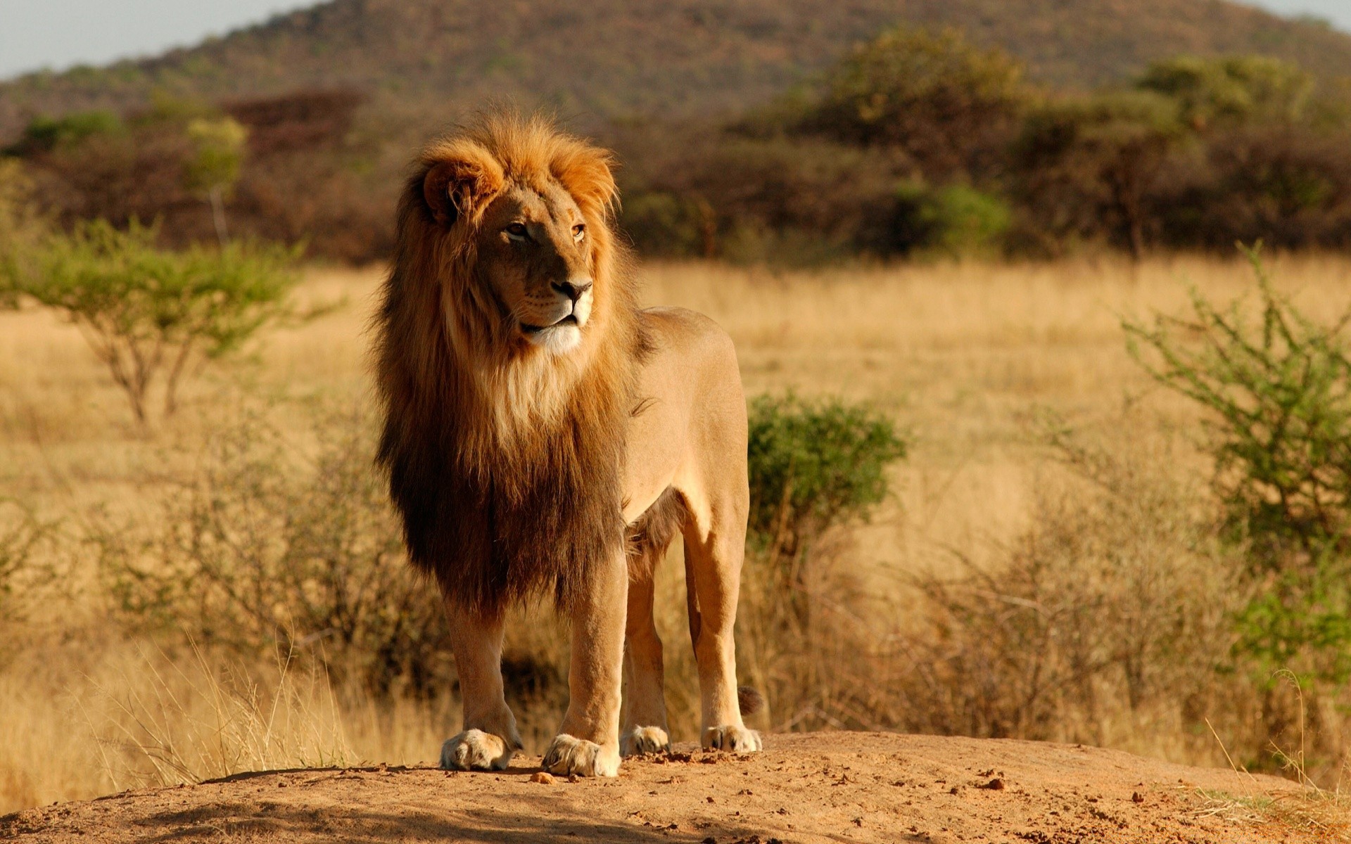 animals mammal animal lion wildlife grass safari cat nature wild outdoors