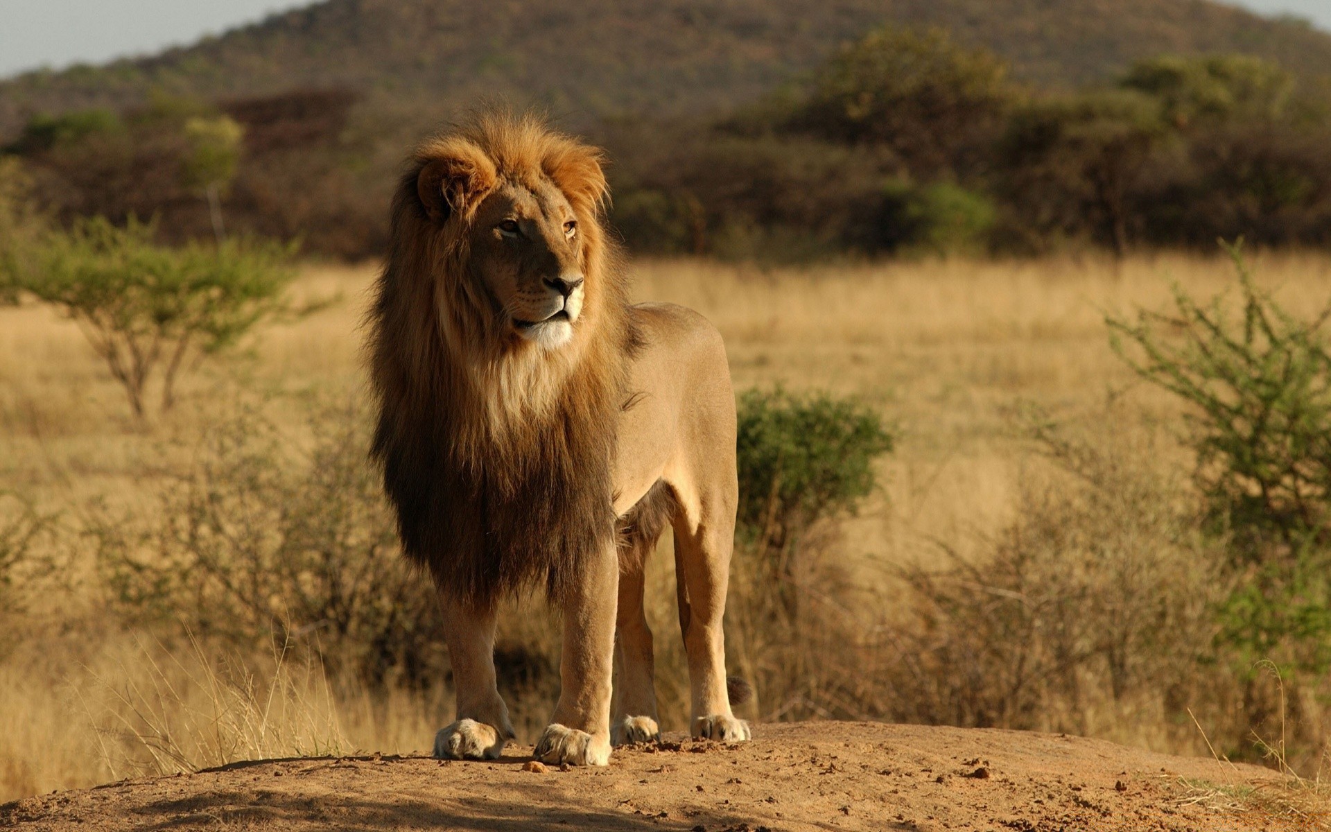 animals mammal lion wildlife animal safari cat grass outdoors grassland