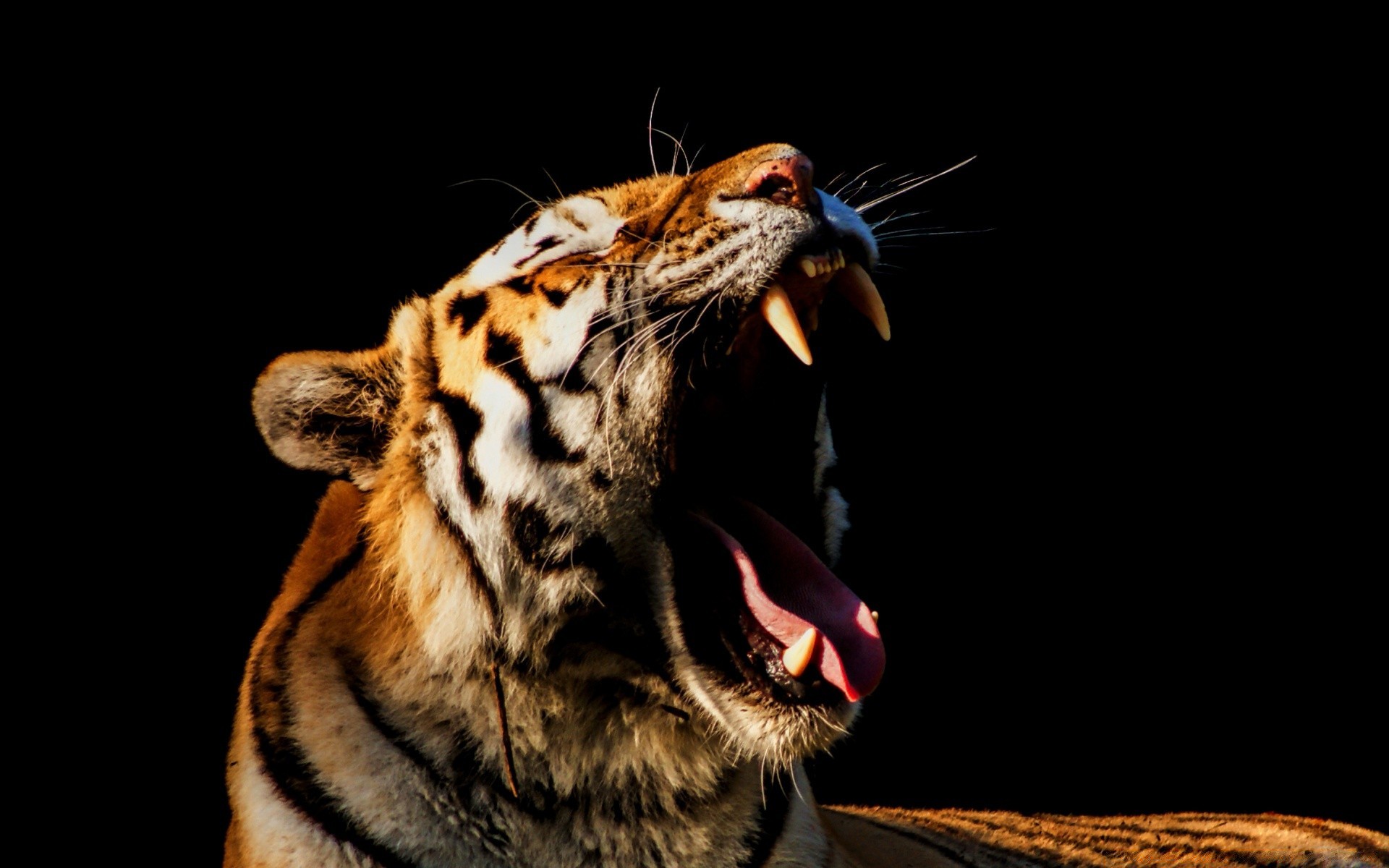 animales vida silvestre animal gato mamífero depredador tigre retrato zoológico salvaje peligro cazador raya naturaleza