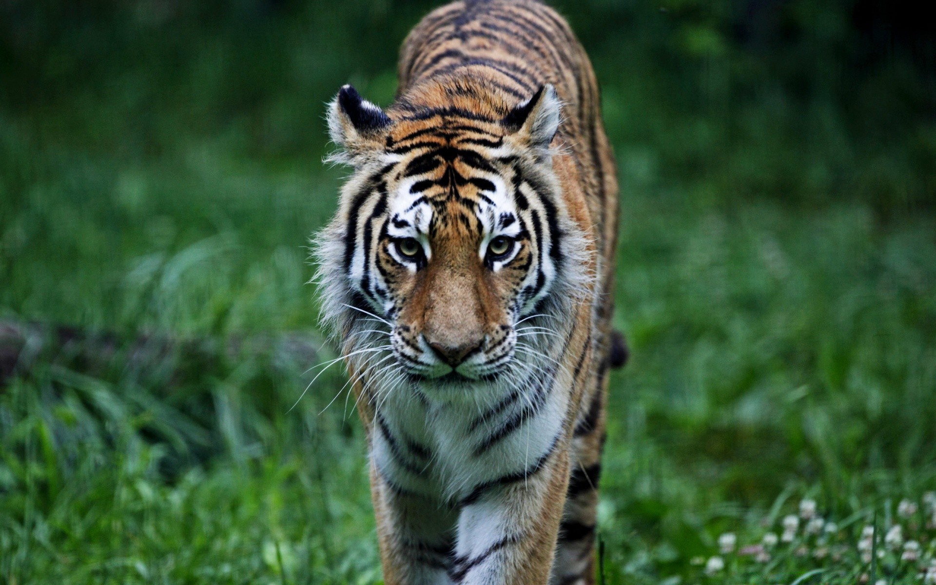 animais vida selvagem mamífero animal gato selvagem comedor de carne natureza predador tigre caçador selva perigo pele grande caça olho