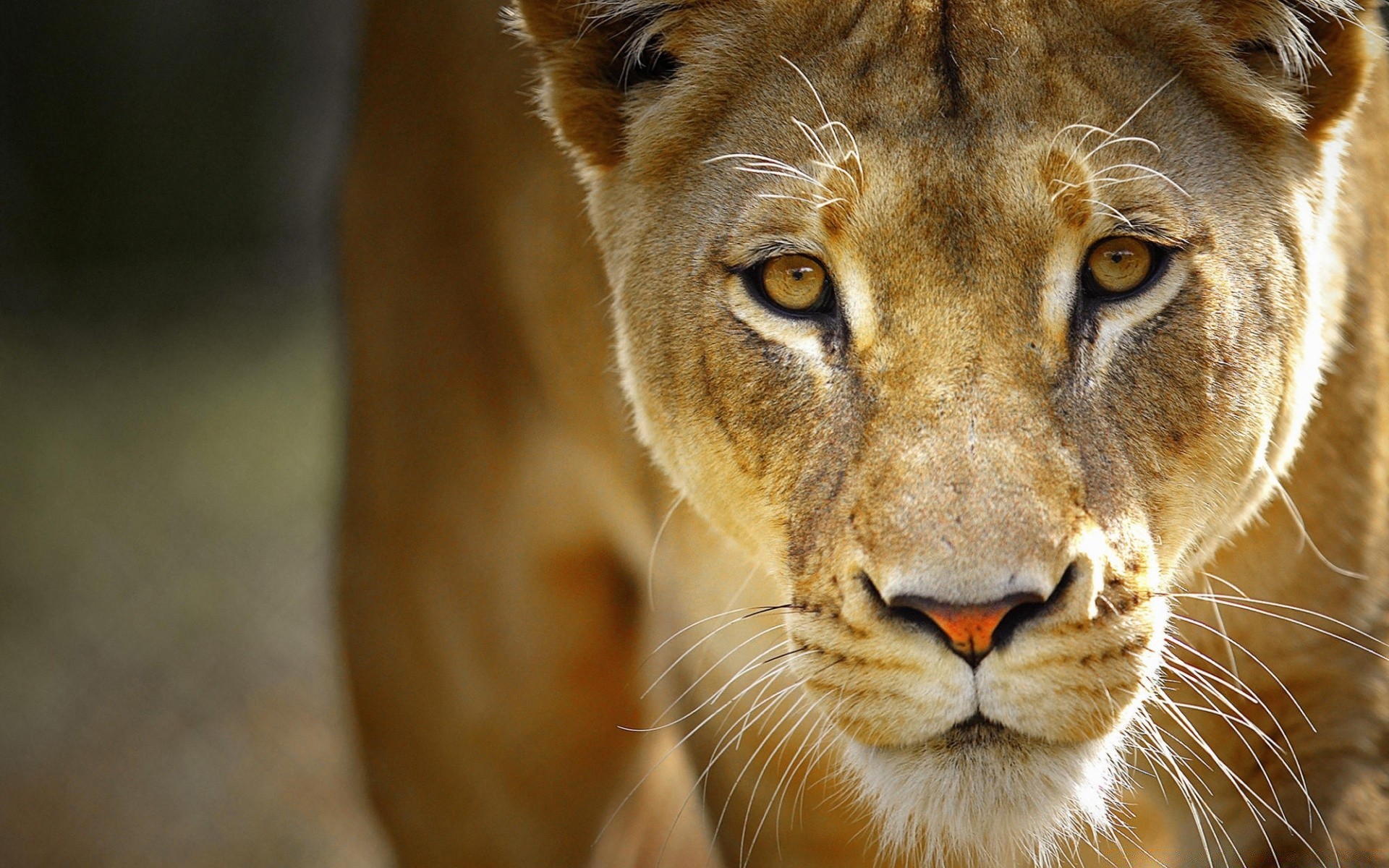 animaux chat animal faune mammifère lion zoo portrait oeil sauvage safari nature fourrure prédateur chasseur