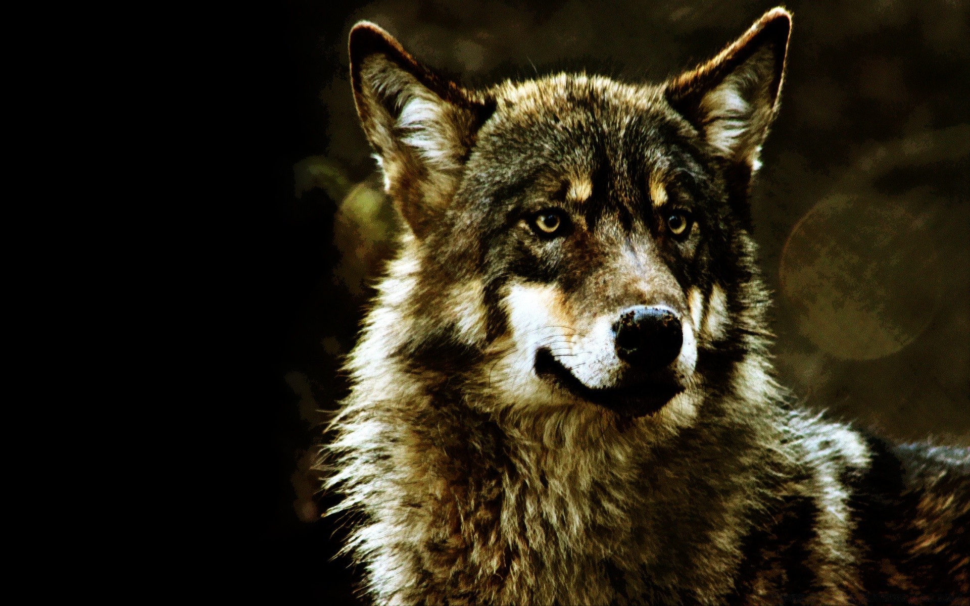 animaux mammifère loup cynologue chien prédateur faune portrait fourrure danger aperçu