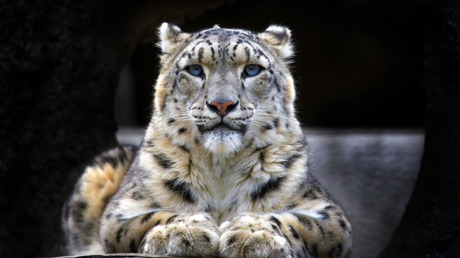 animaux faune chat prédateur mammifère animal sauvage mangeur de viande nature zoo grand chasseur danger portrait