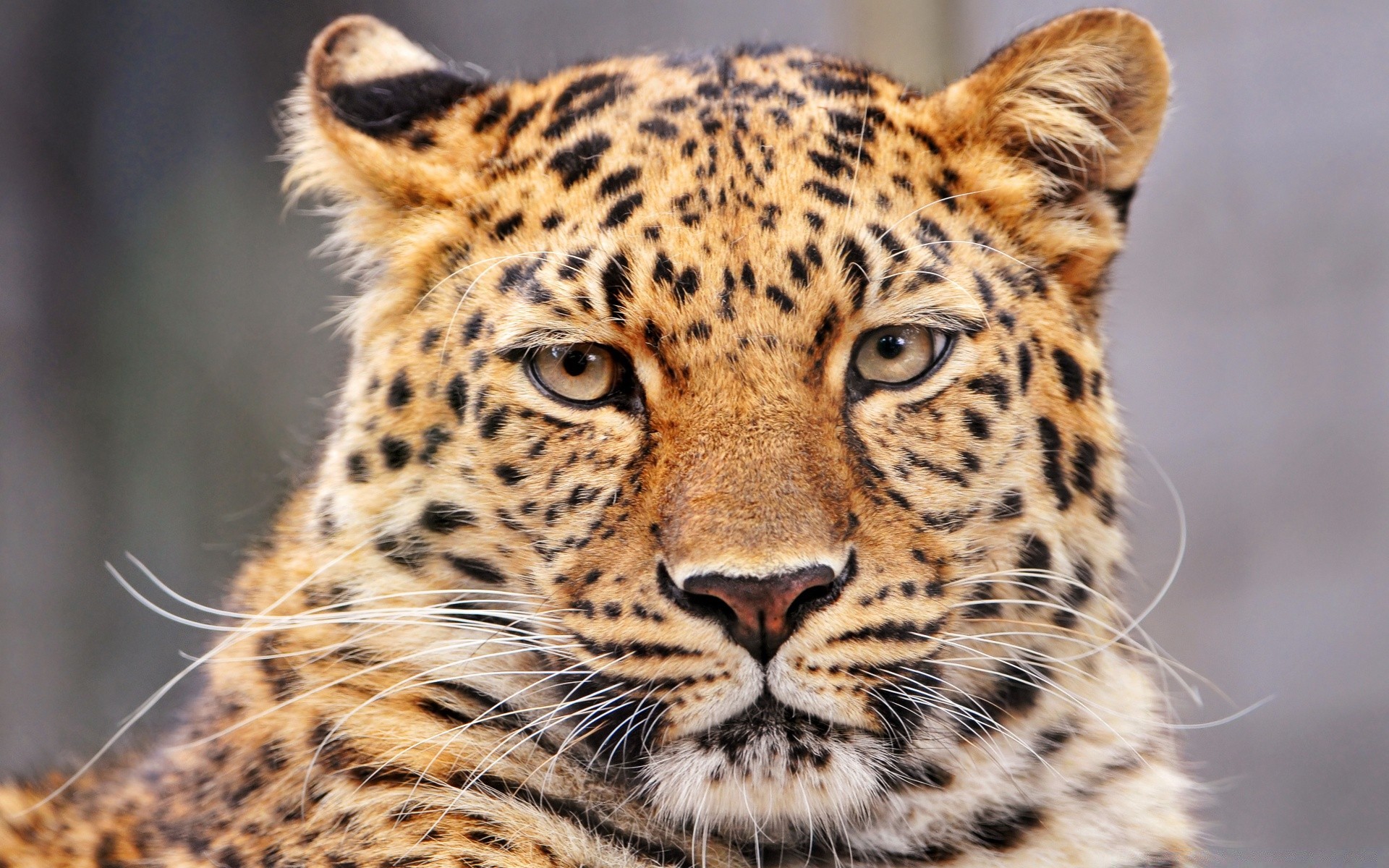 tiere katze tierwelt tier säugetier raubtier safari wild leopard jäger fleischesser pelz