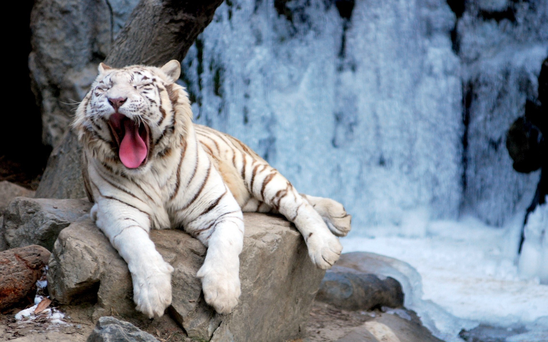 zwierzęta natura ssak dzika przyroda kot zoo dziki tygrys zima niebezpieczeństwo duży śnieg zwierzę