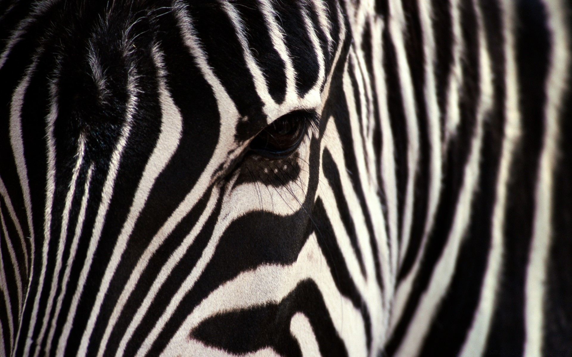 animales cebra cría de caballos safari raya camuflaje vida silvestre zoológico sabana mamífero patrón rayas naturaleza serengeti salvaje piel herbívoro exótico mane selva