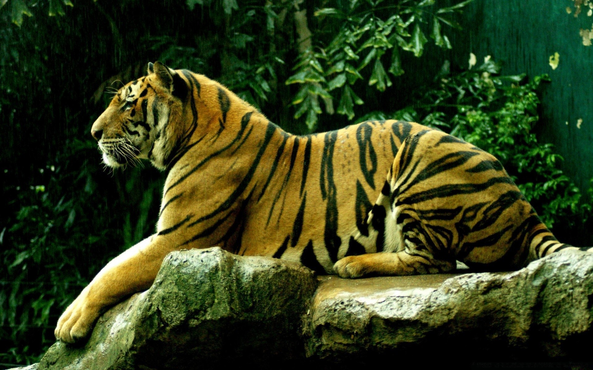 тигр профиль без смс