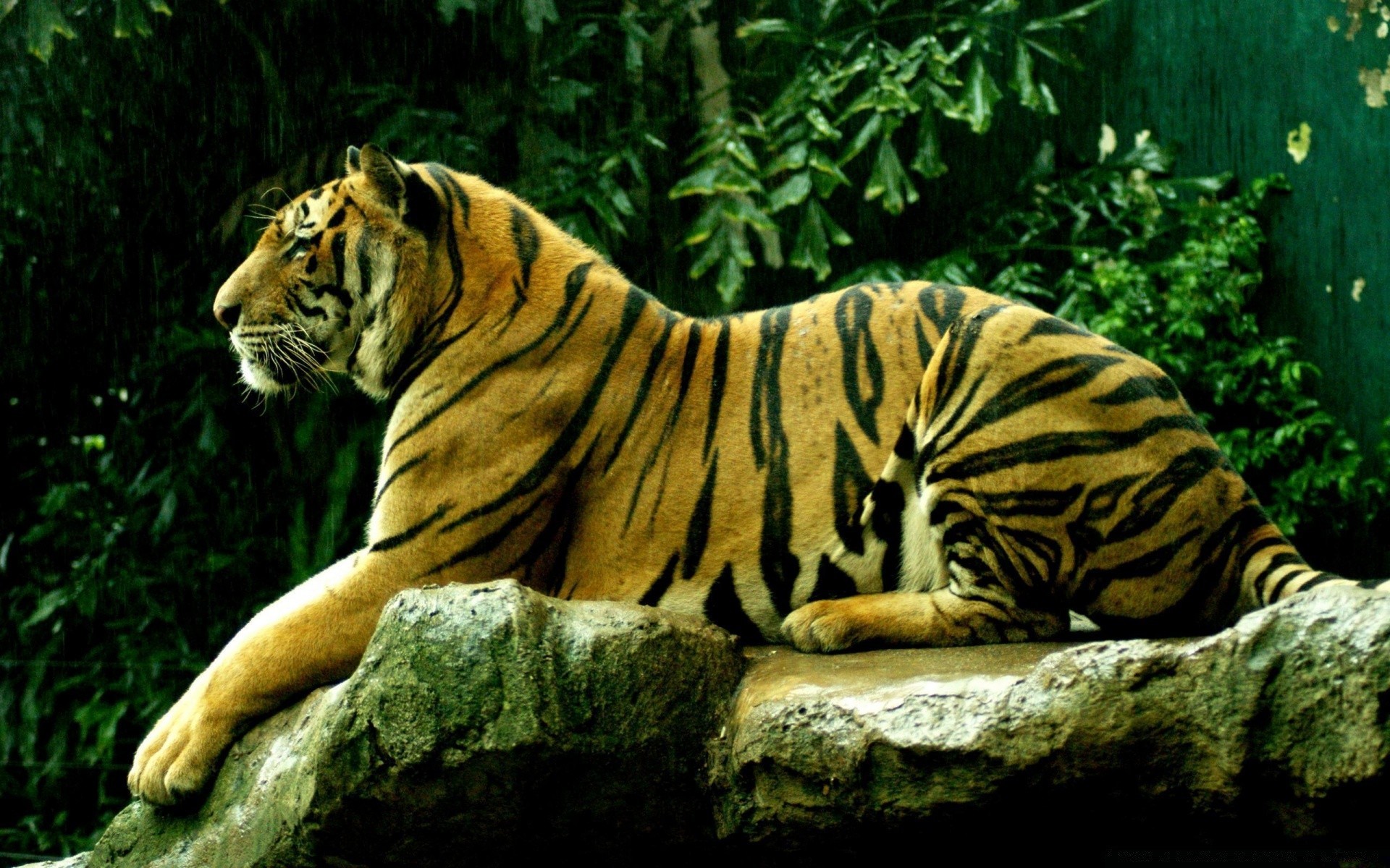 animali tigre gatto fauna selvatica mammifero zoo giungla grande predatore cacciatore pericolo natura selvaggio mangiatore di carne animale ritratto aggressione banda pantera caccia