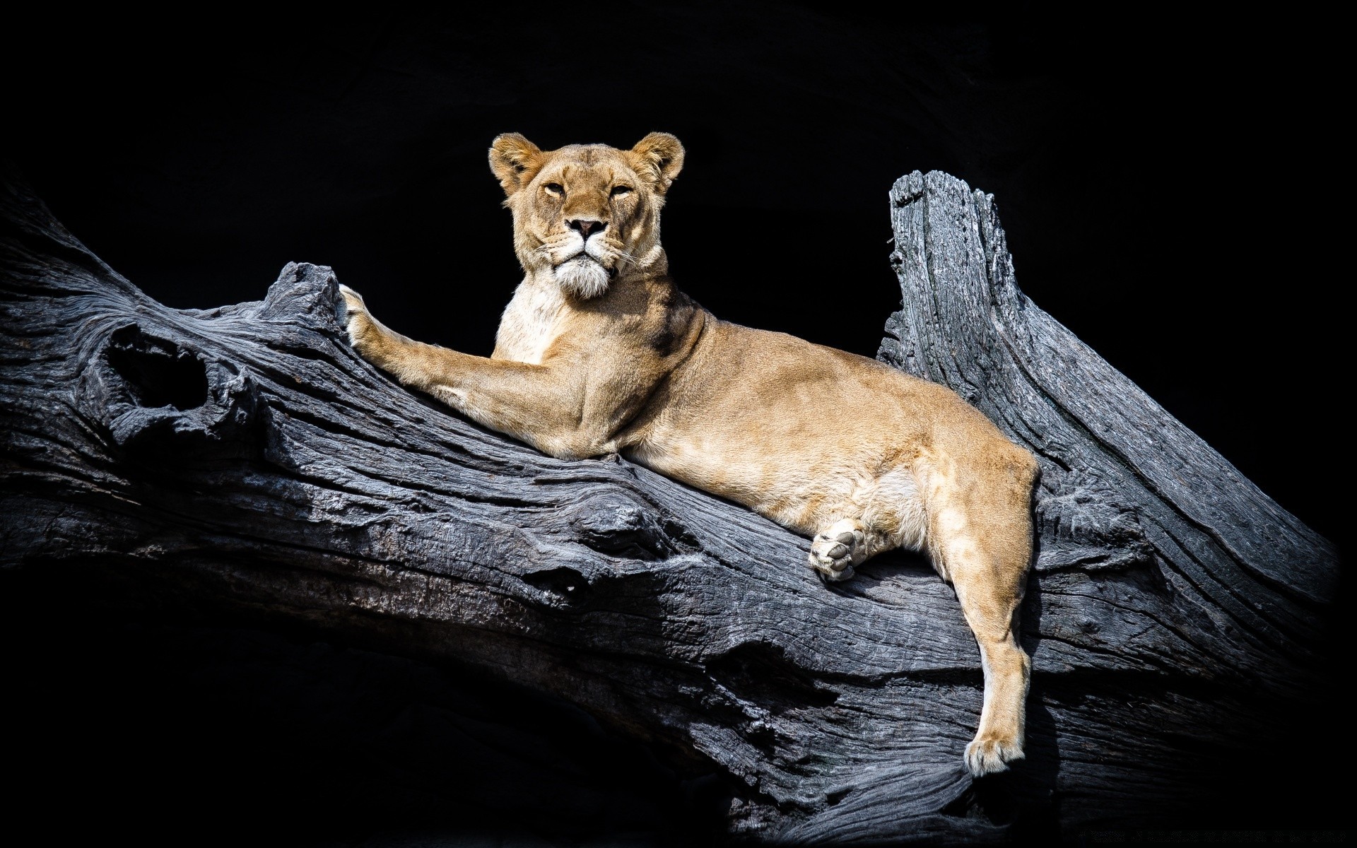 animali mammifero gatto fauna selvatica leone uno selvaggio ritratto predatore natura cacciatore