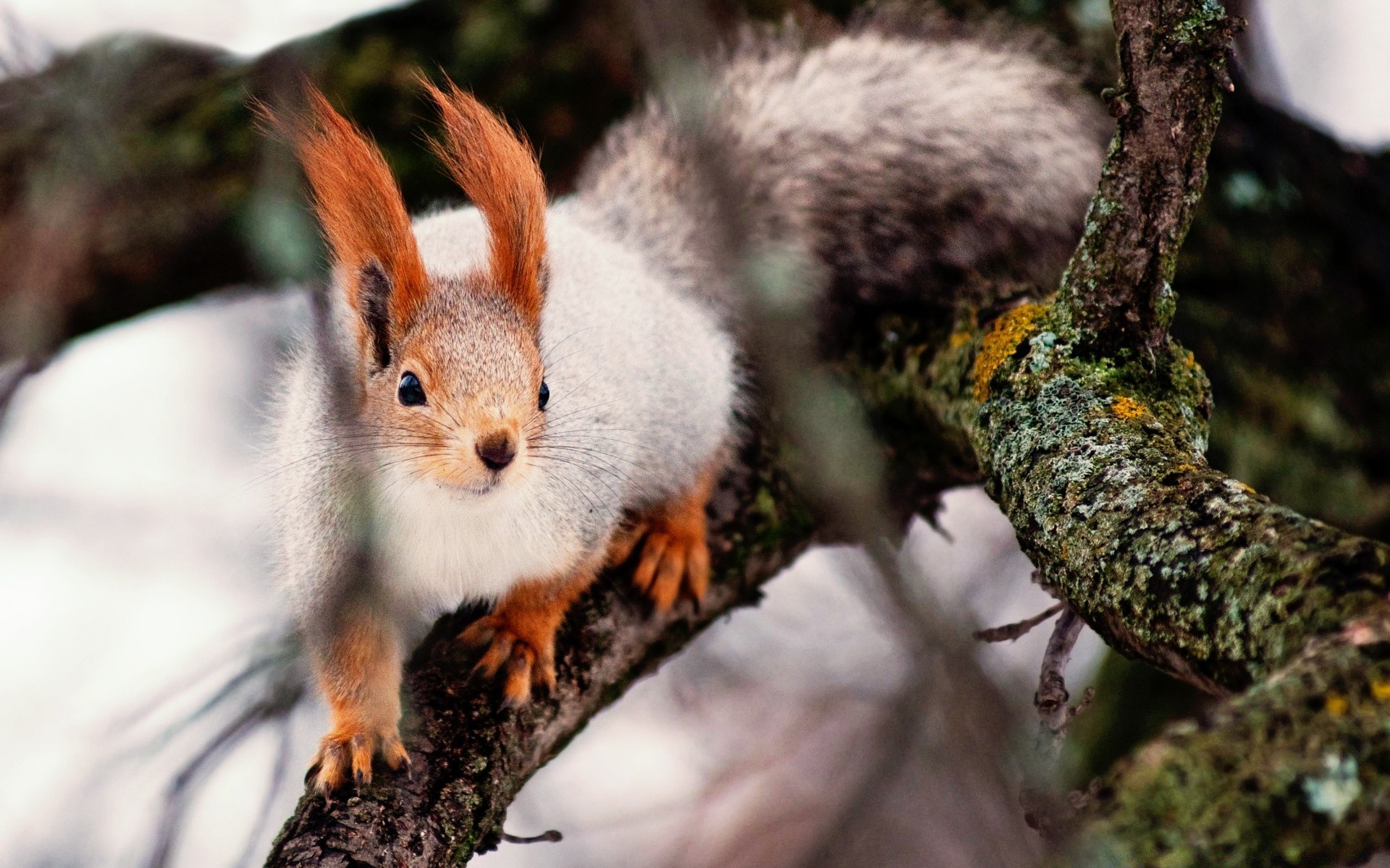 animals wildlife mammal nature squirrel rodent cute outdoors tree animal wild little wood fur downy nut curious adorable