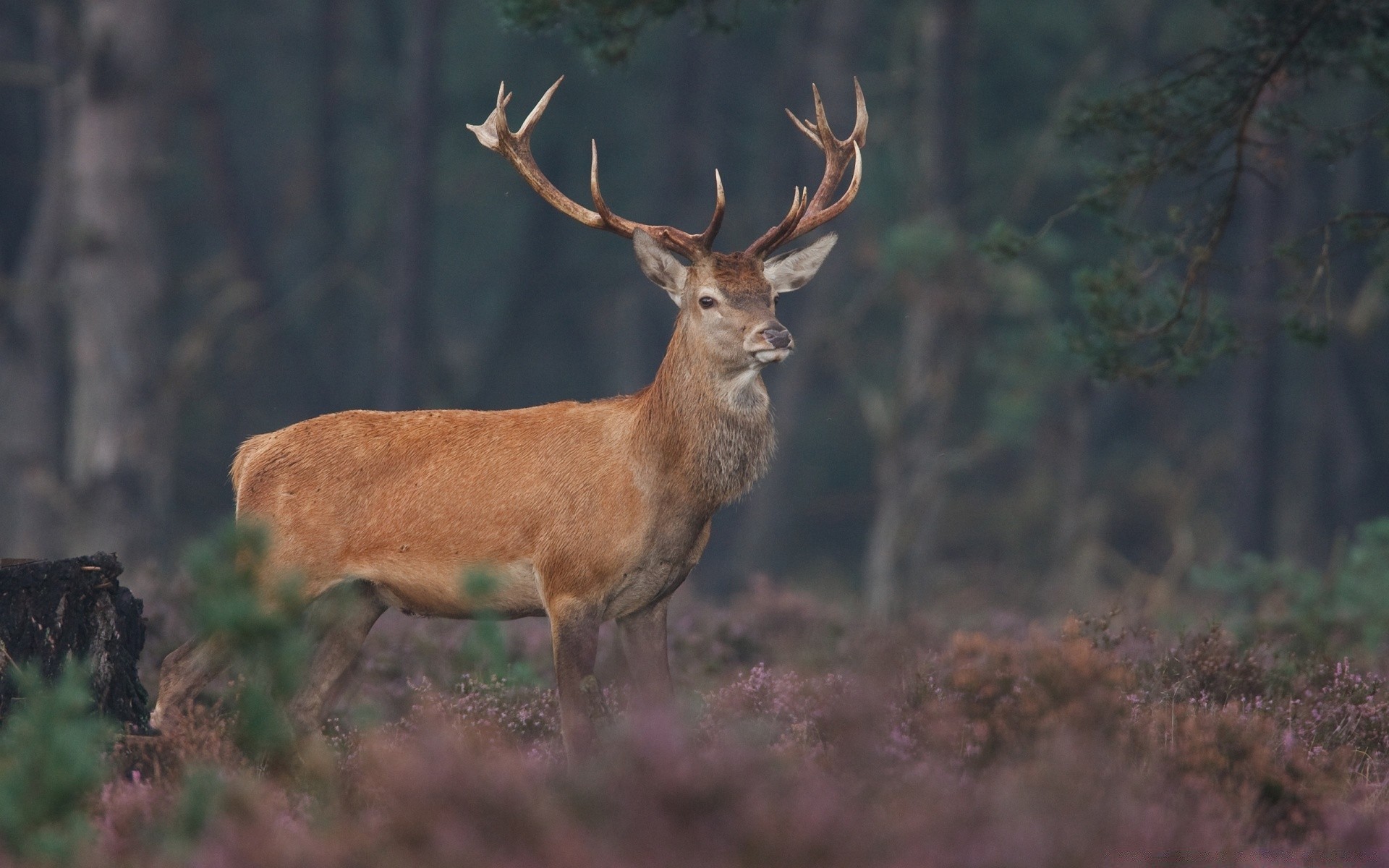 animaux cerf panthère mammifère faune réservoir enterrement de vie de garçon bois nature rack cerf de virginie automne à l extérieur sauvage ornière animal wapiti herbe cerf