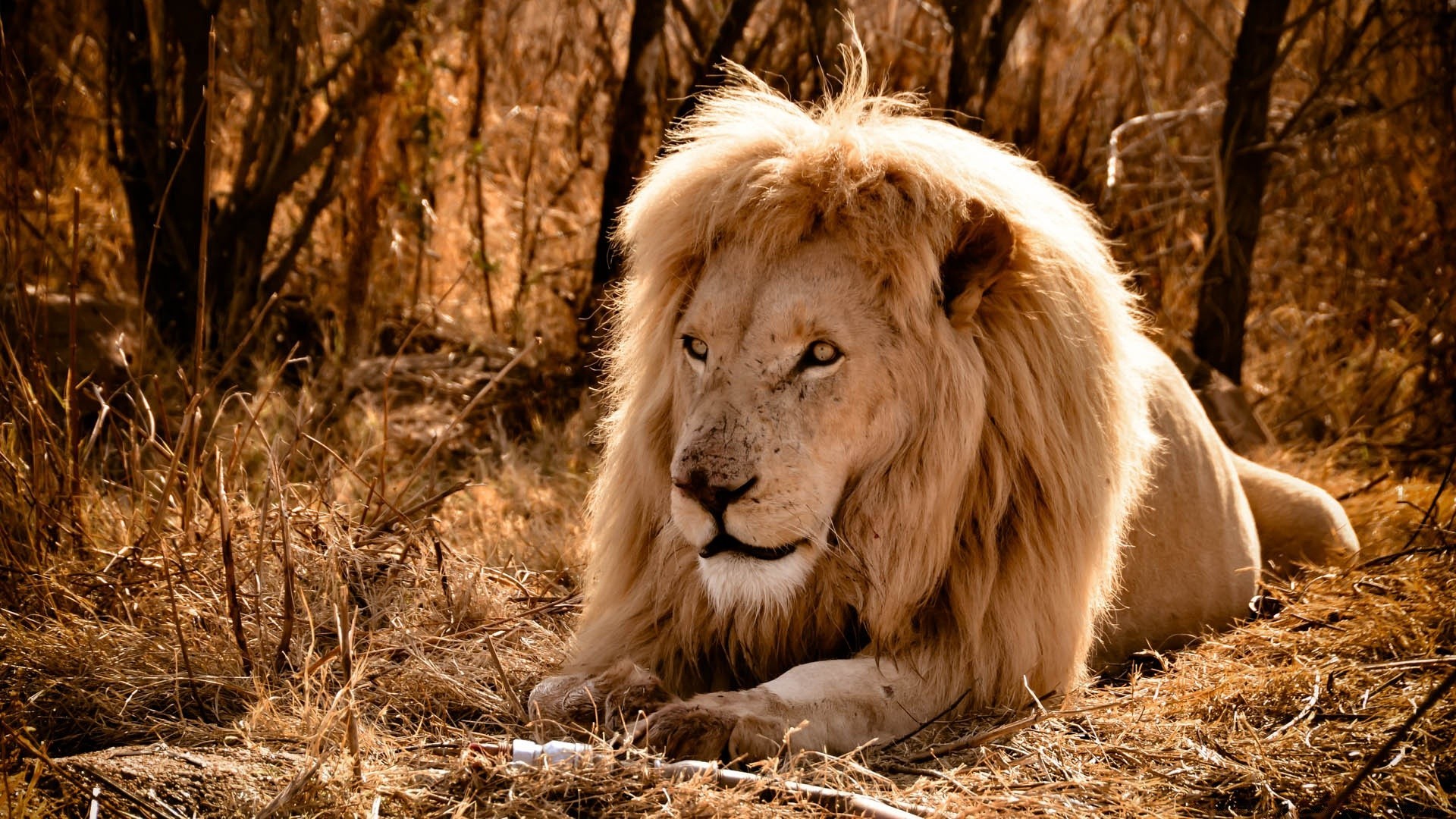 животные млекопитающее дикой природы кошка лев природа портрет дикий животное мех хищник мане