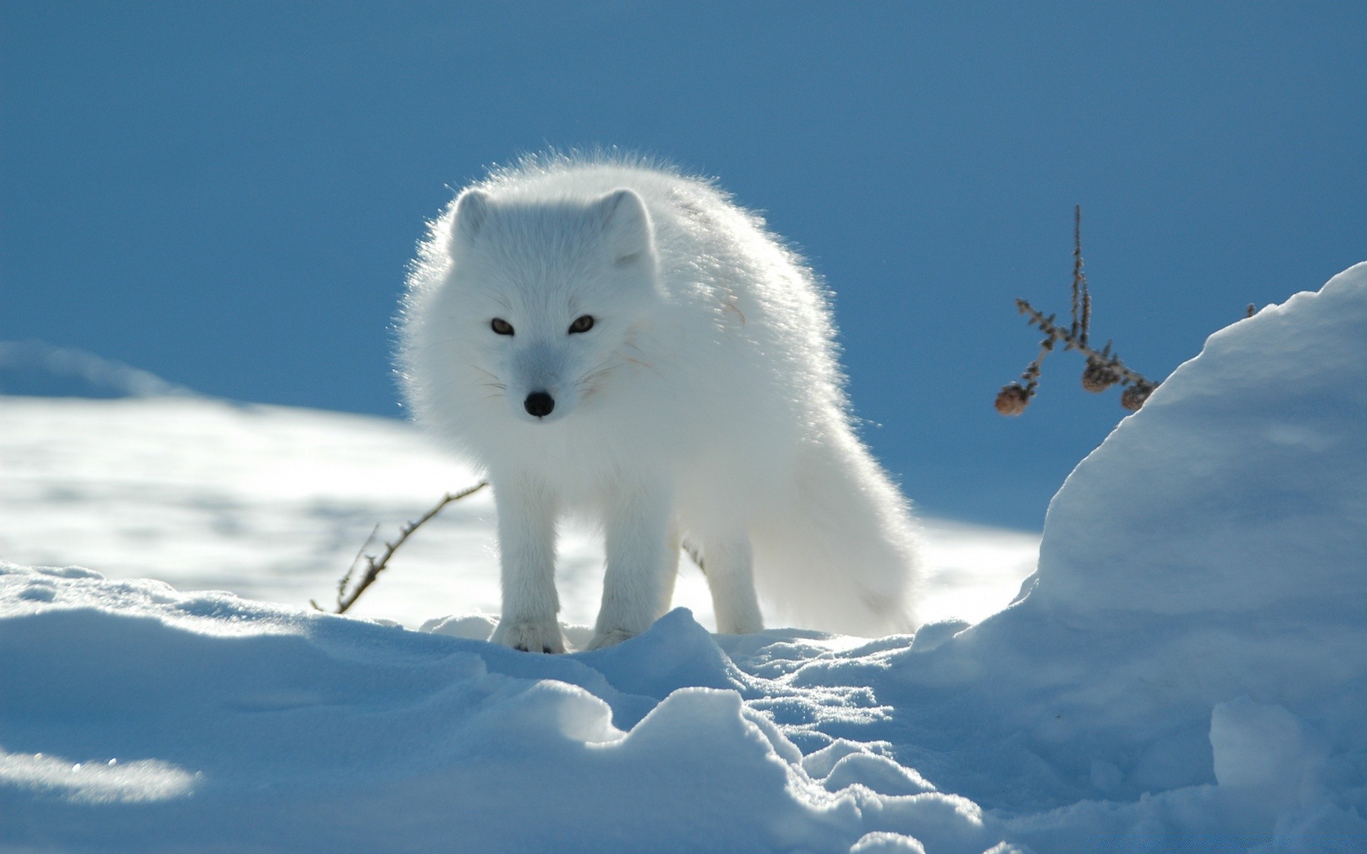 animales nieve invierno helada frío naturaleza hielo al aire libre mamífero congelado escarcha polar luz del día vida silvestre