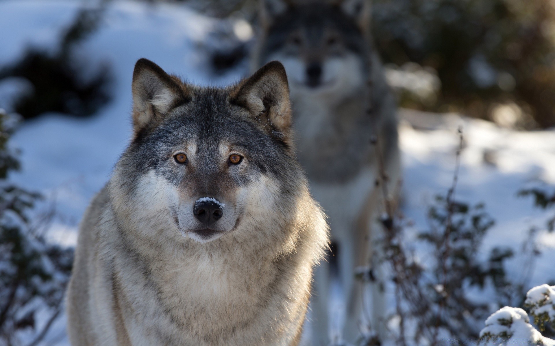 animaux neige mammifère la faune hiver loup nature en plein air bois givré sauvage prédateur froid animal