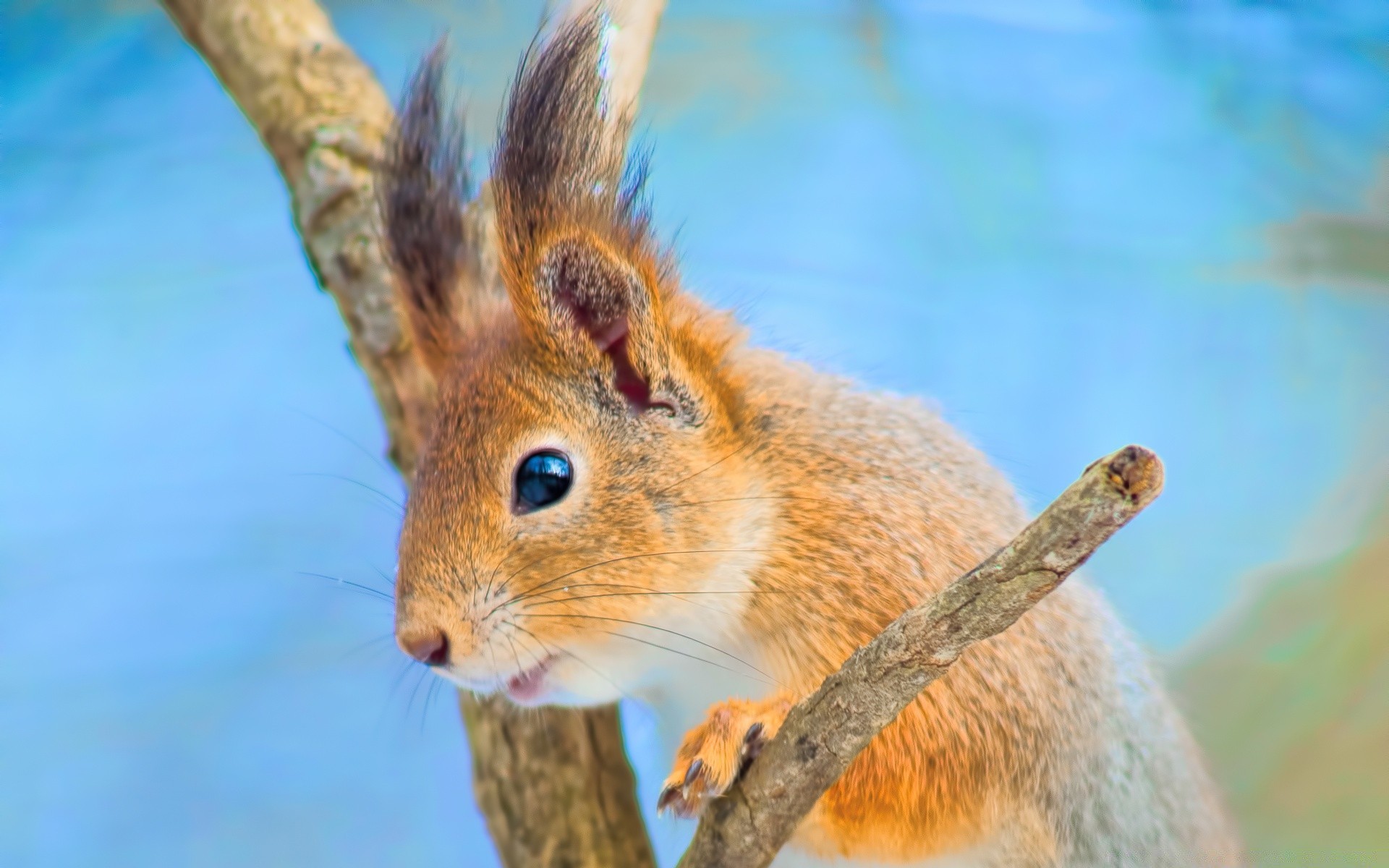 tiere natur tierwelt niedlich im freien tier säugetier fell wild wenig holz