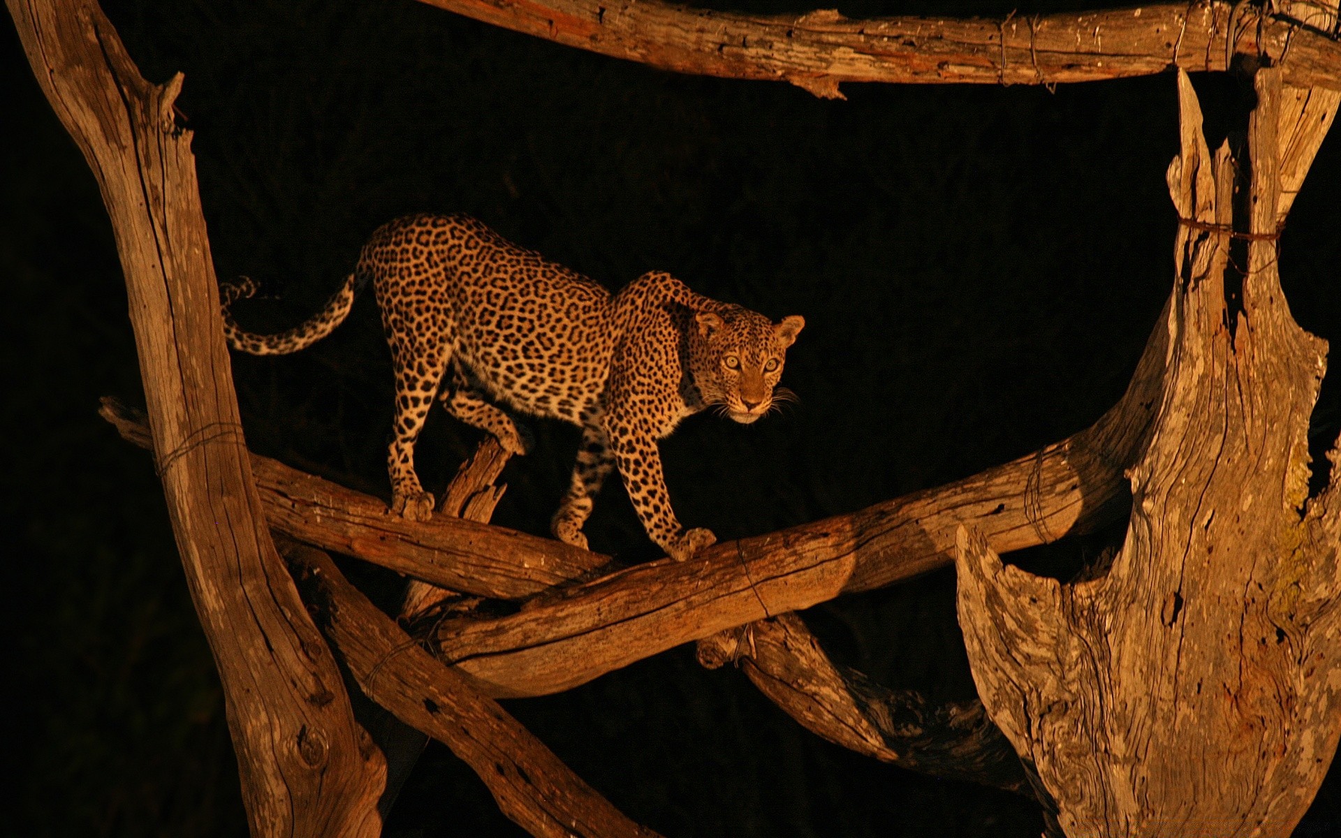 animaux mammifère chat faune bois