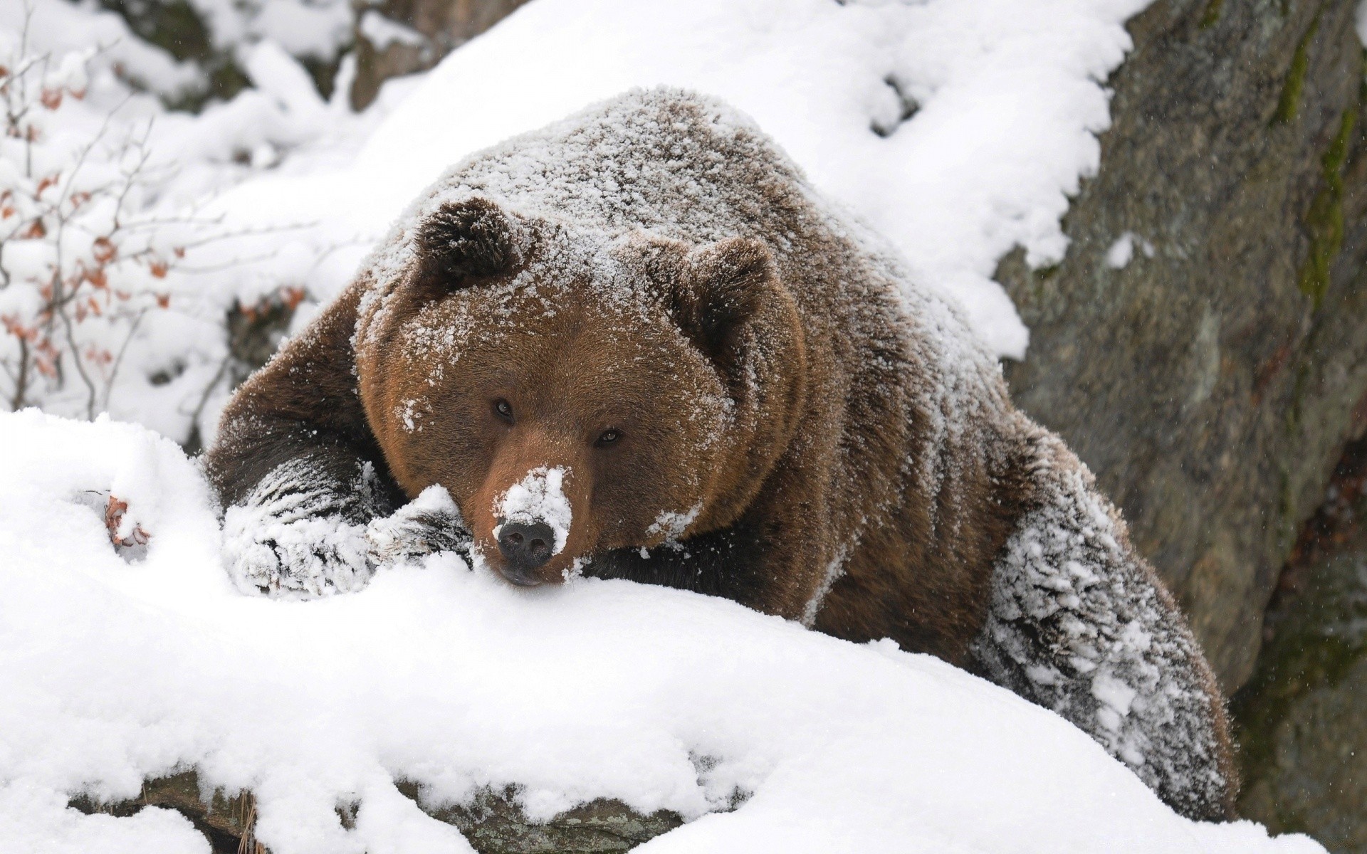 animaux neige hiver givré mammifère froid la faune la nature à l extérieur glace gel animal