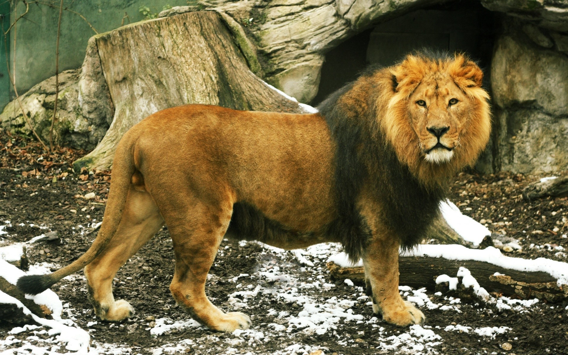 animais mamífero vida selvagem gato leão selvagem predador animal comedor de carne natureza jardim zoológico retrato perigo pele caçador