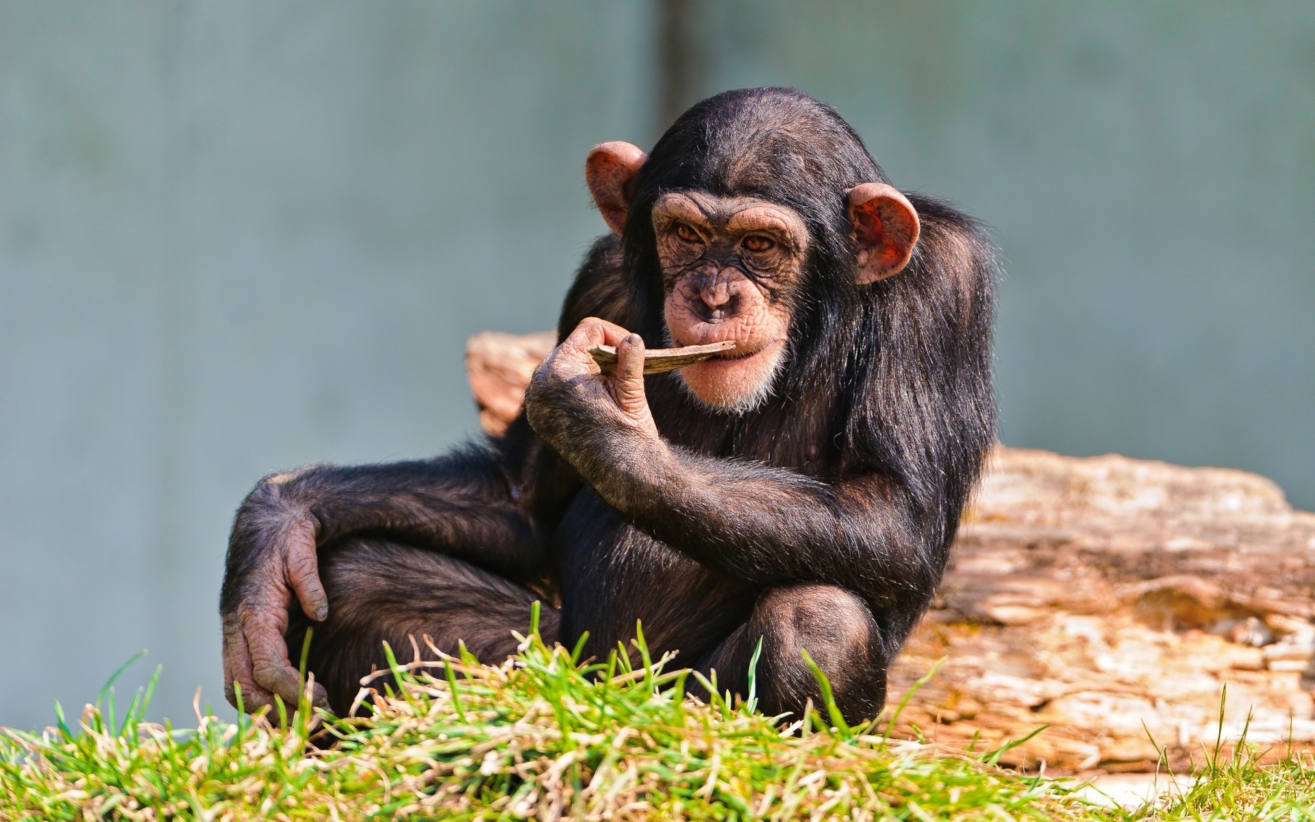 animals mammal primate ape monkey wildlife animal nature portrait wild chimpanzee jungle zoo grass baby cute one