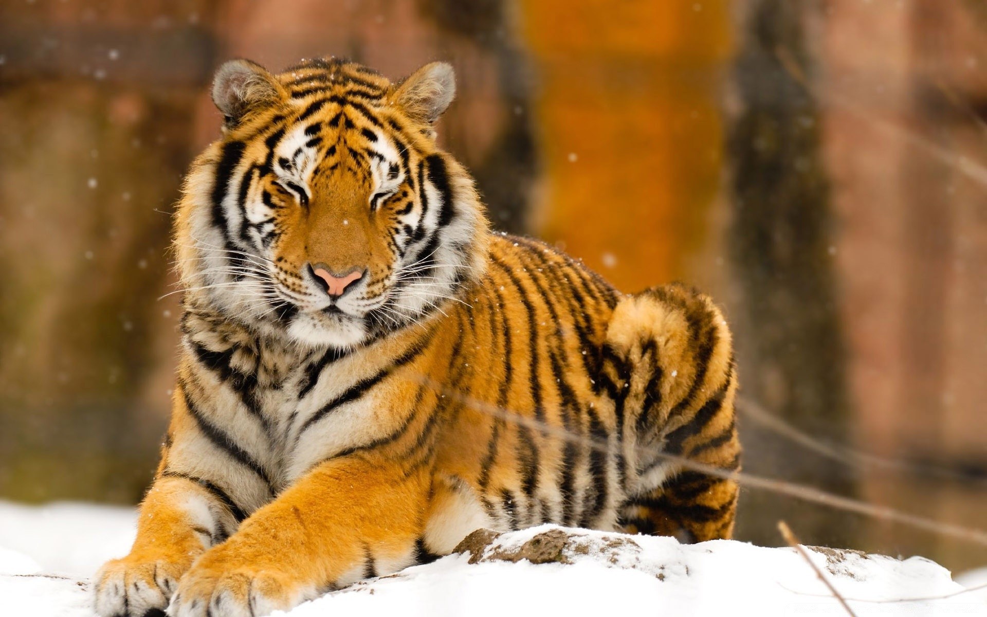 animals tiger cat wildlife mammal predator hunter animal carnivore zoo wild nature jungle hunt siberian danger stripe