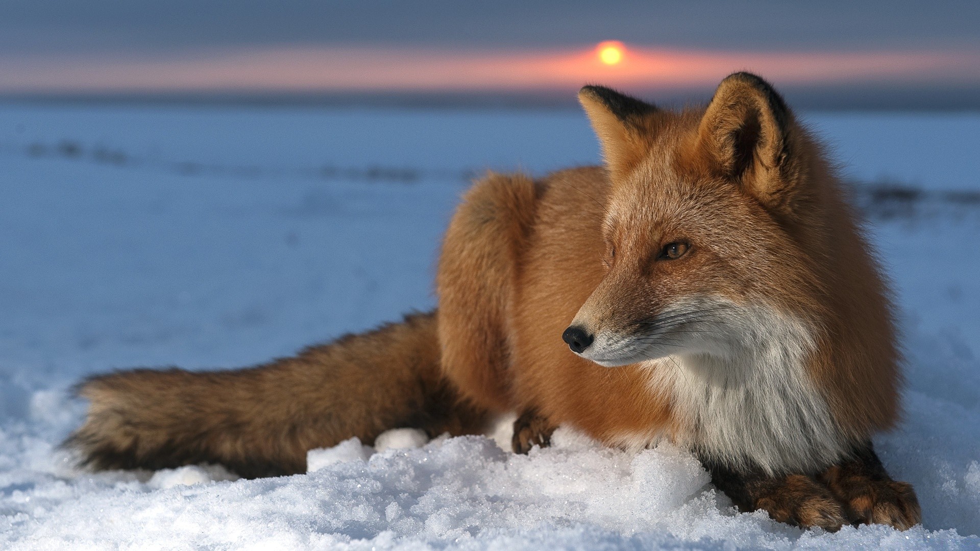 animaux renard mammifère faune hiver neige cynologue en plein air nature animal fourrure givré prédateur