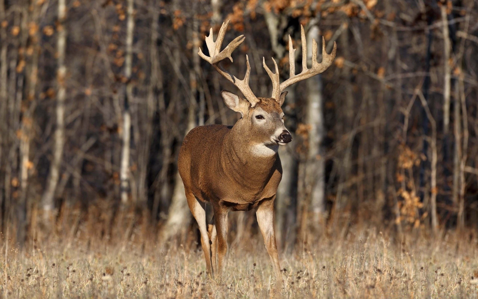 animals deer mammal wildlife nature wood antler buck animal wild grass outdoors