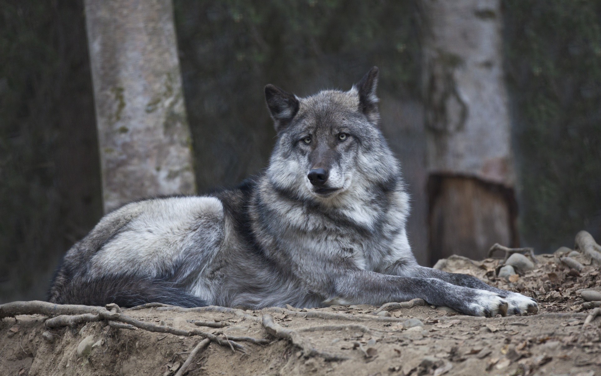 zwierzęta ssak dzika przyroda natura dziki drewno drapieżnik mięsożerca zwierzę zoo na zewnątrz wilk futro