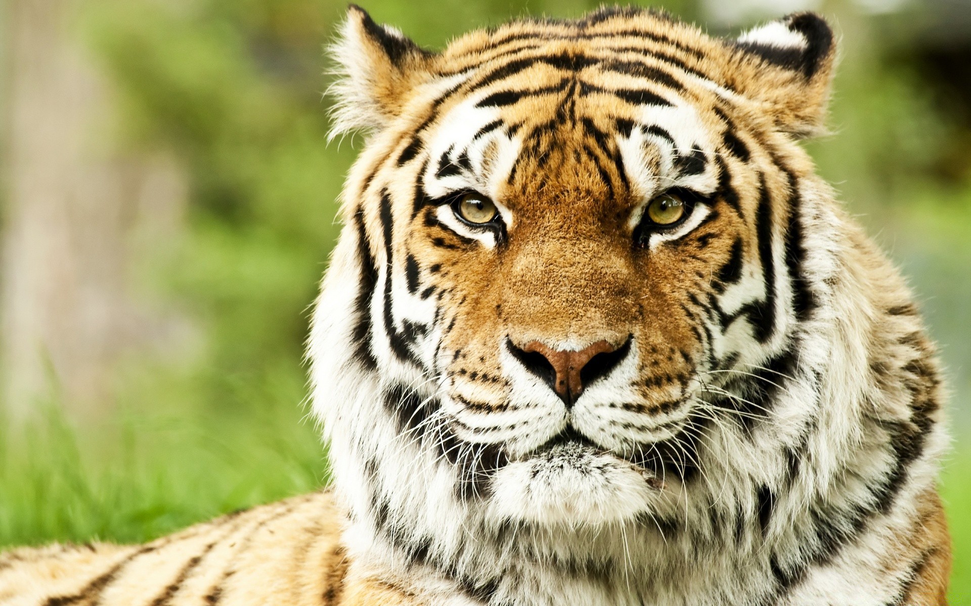 zwierzęta dzikie tygrys kot zwierzę drapieżnik mięsożerca myśliwy ssak dziki duży dżungla zoo safari patrząc futro polowanie syberyjski zły tigris porywczy