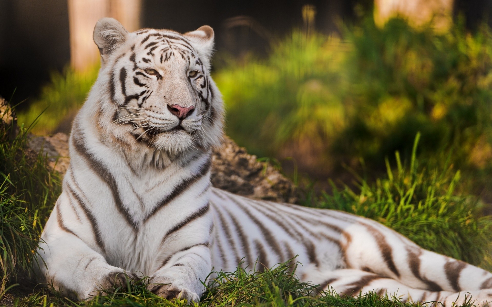 zwierzęta tygrys dzika przyroda zwierzę kot zoo ssak dżungla drapieżnik duży mięsożerca futro pasek natura dziki safari myśliwy syberyjski tigris niebezpieczeństwo polowanie