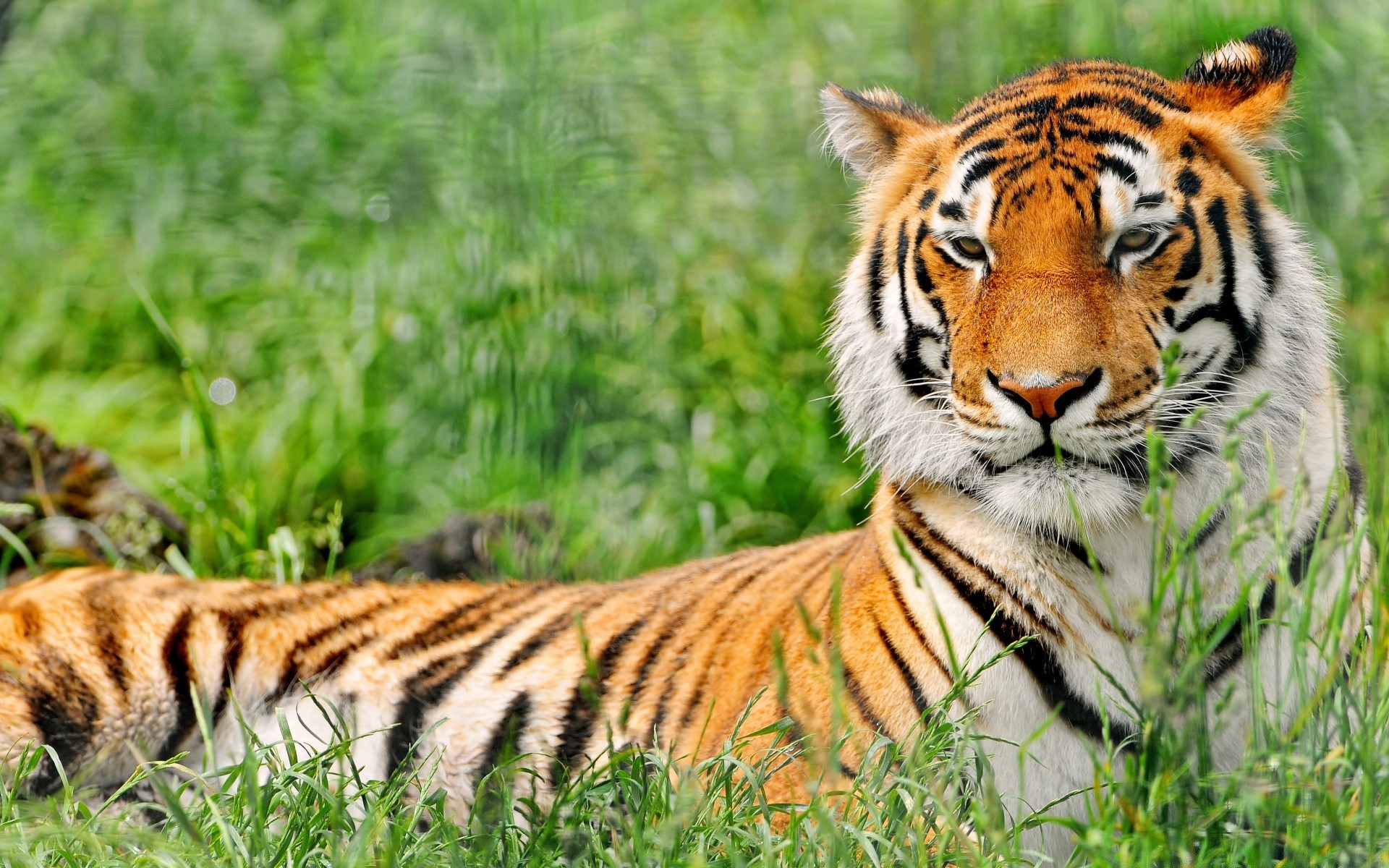 animais gato tigre vida selvagem predador comedor de carne caçador mamífero animal selva pele safari grande caça selvagem tira tigris siberiano jardim zoológico agressão temperamental