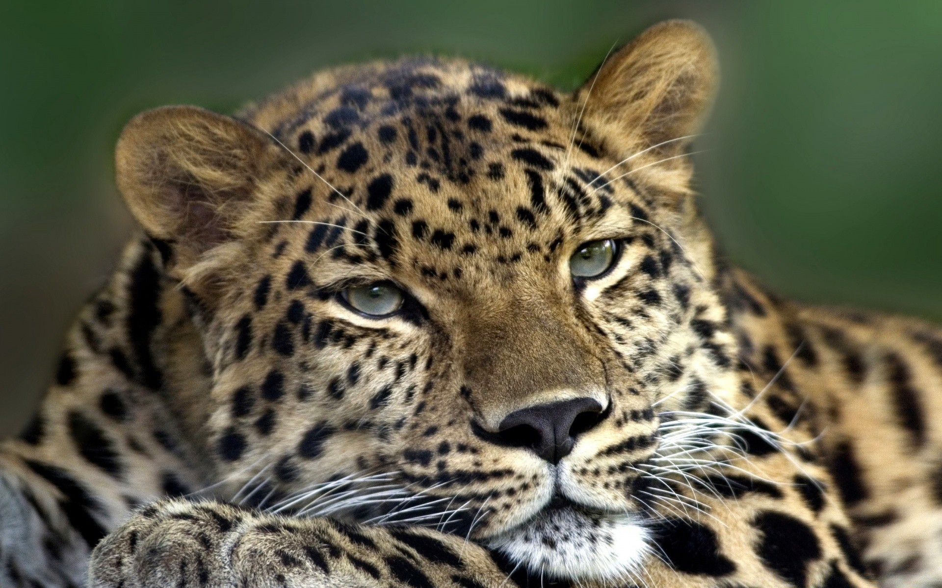 hayvanlar kedi yaban hayatı memeli leopar yırtıcı hayvan hayvan avcı et yiyen kürk göz safari doğa