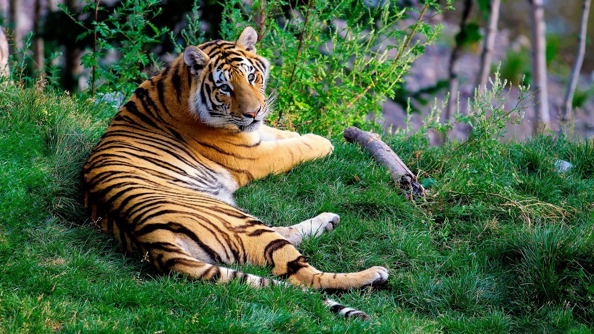 animais tigre gato vida selvagem mamífero selva predador natureza selvagem caçador listra animal grande comedor de carne pele jardim zoológico perigo caça agressão safari grama