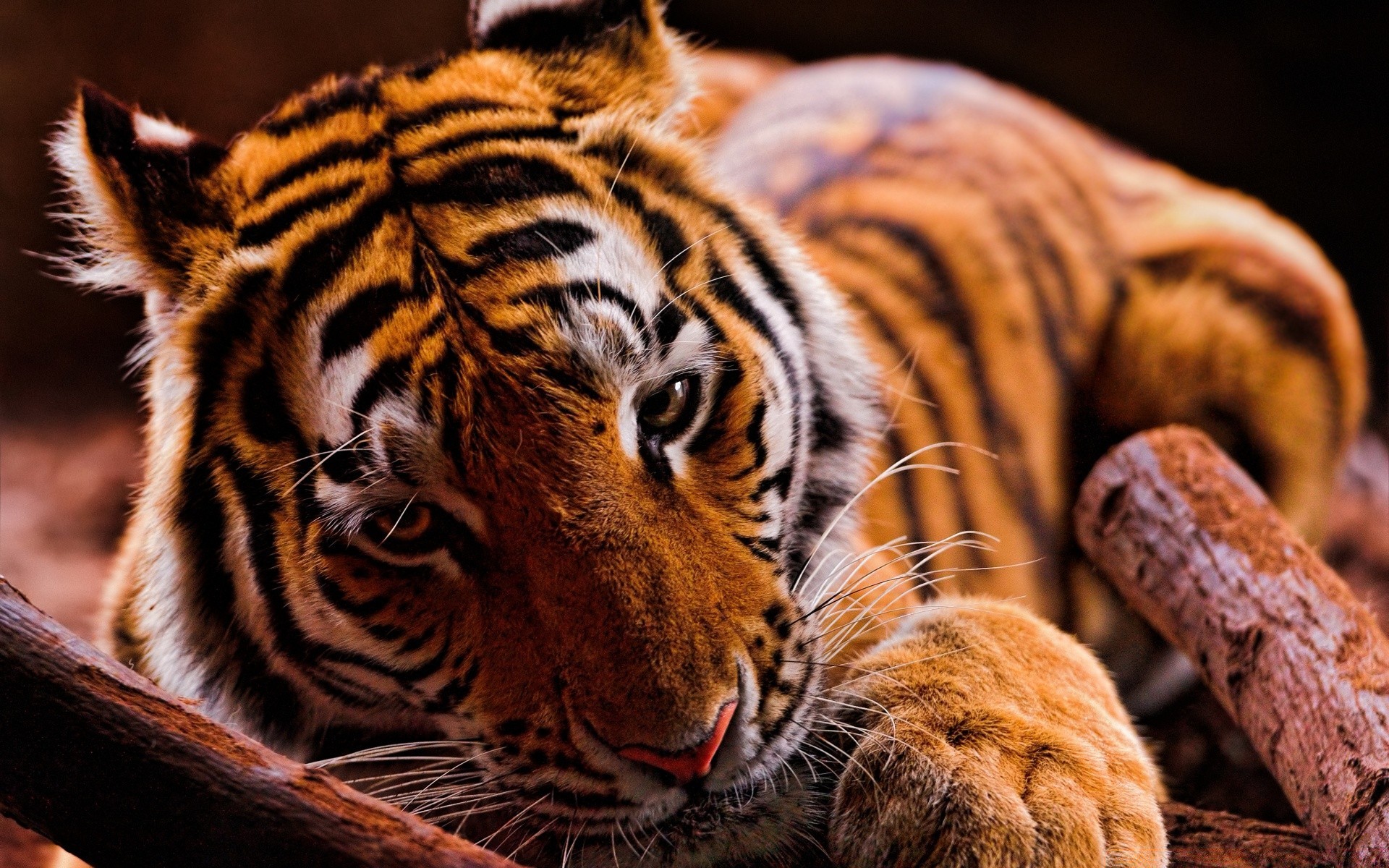 zwierzęta tygrys kot ssak przyroda zoo zwierzę futro pasek drapieżnik portret dżungla natura dziki