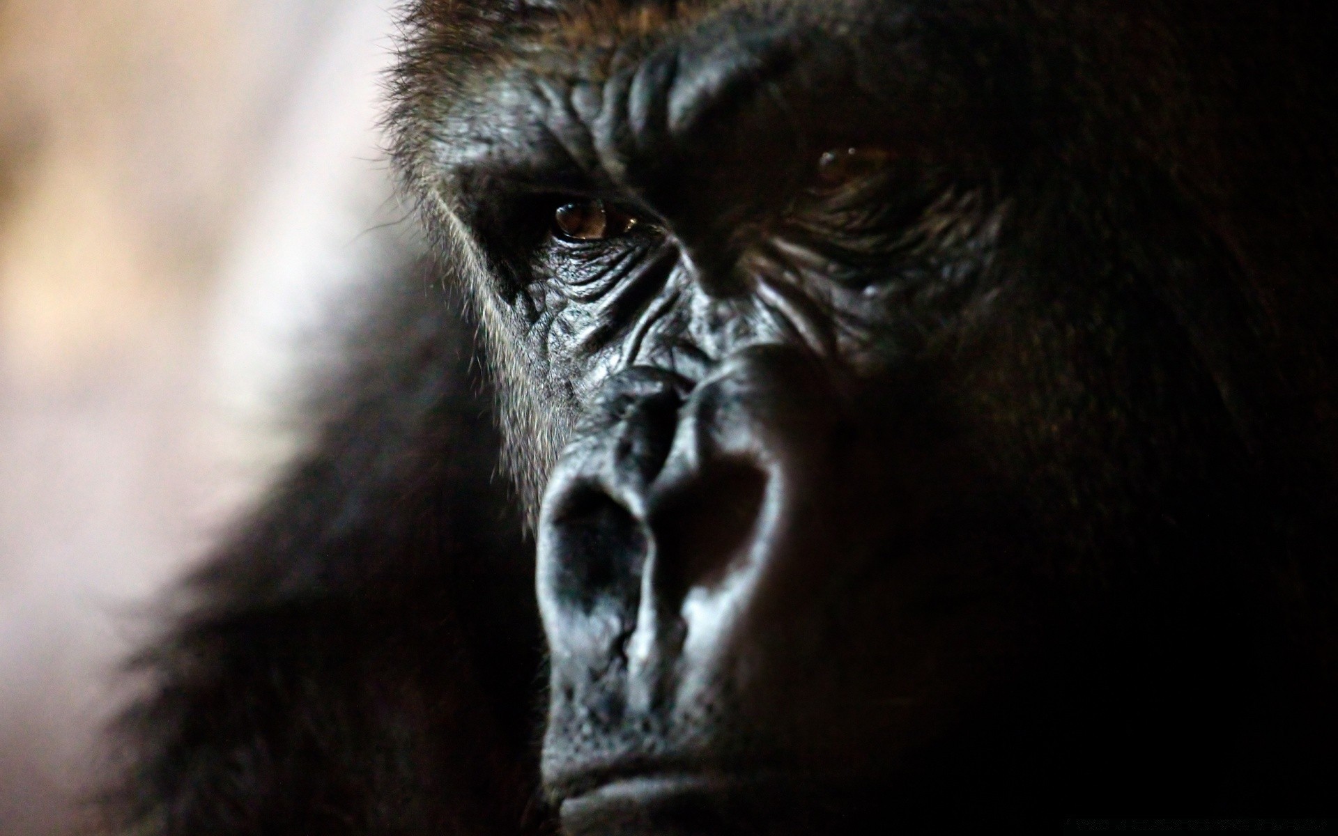 animais primata macaco careta mamífero vida selvagem retrato gorila sozinho jardim zoológico macacos chimpanzé