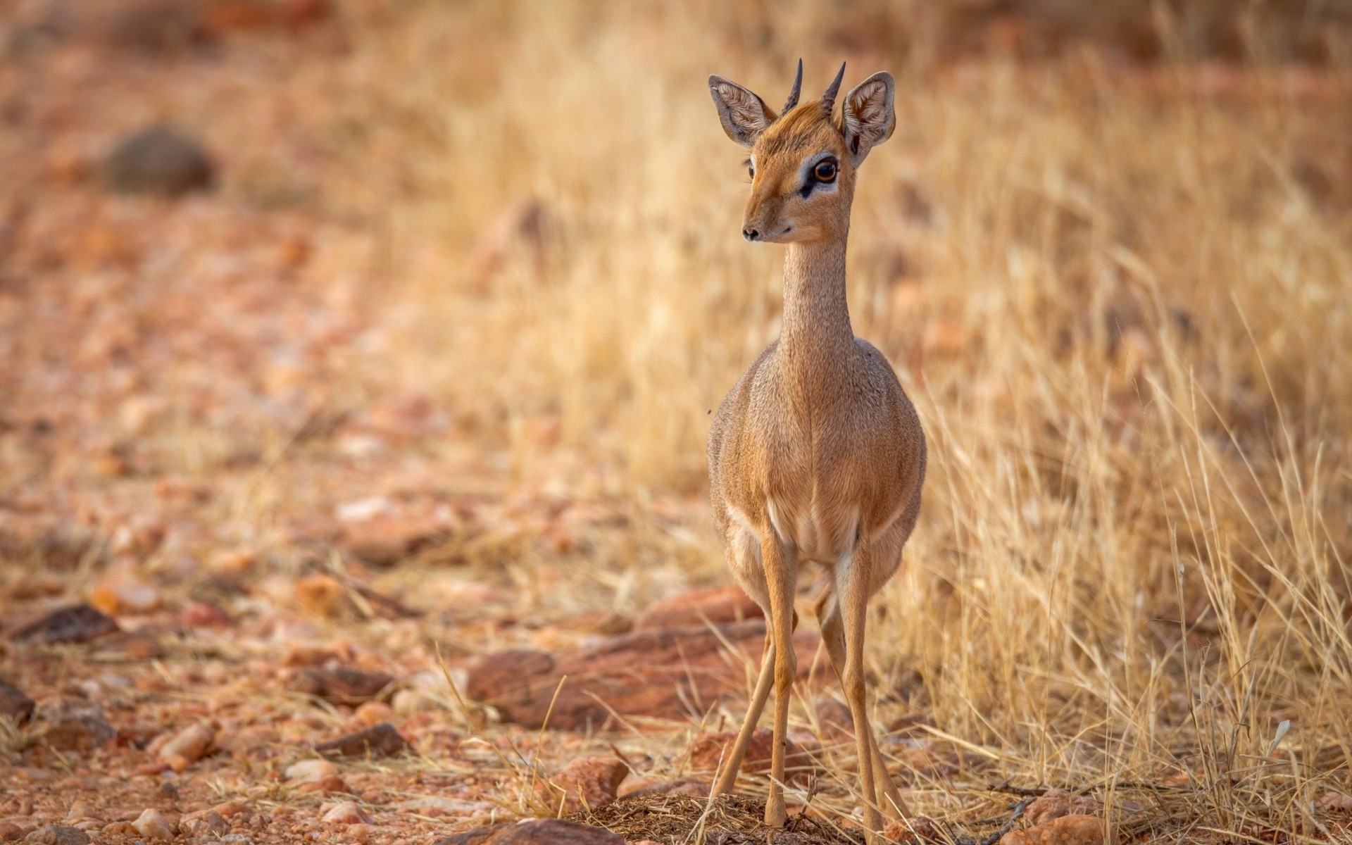 animais vida selvagem antílope natureza mamífero selvagem animal grama cervos aviso safari ao ar livre